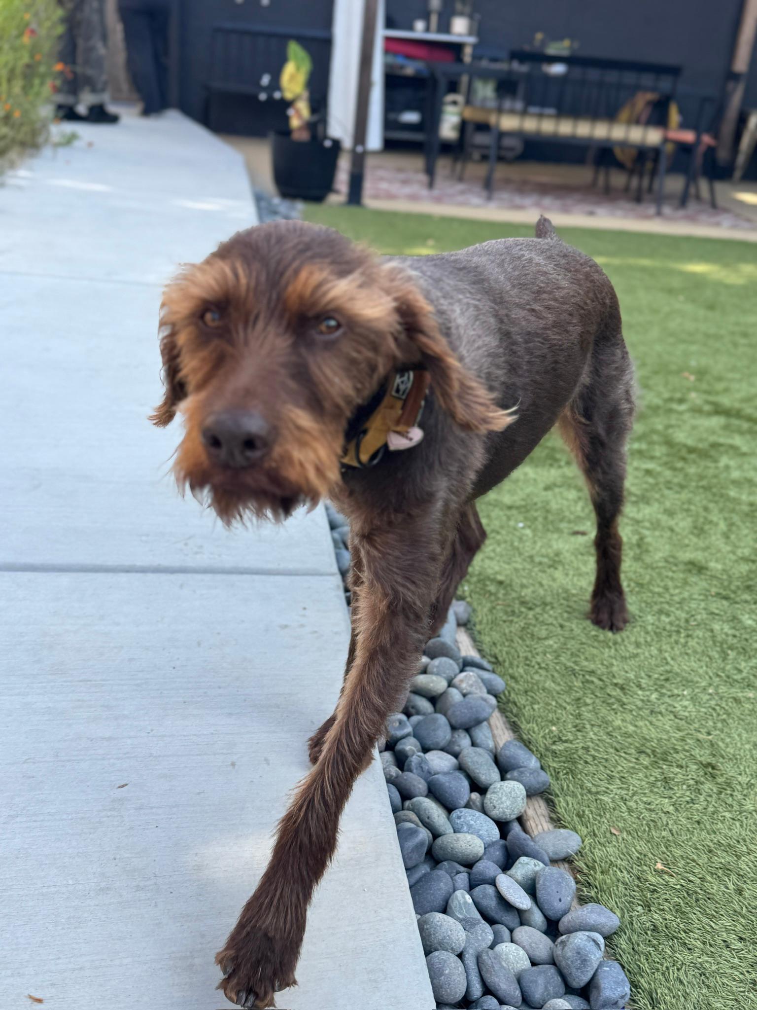 Billie, the official greeting committee—equal parts charming and curious.