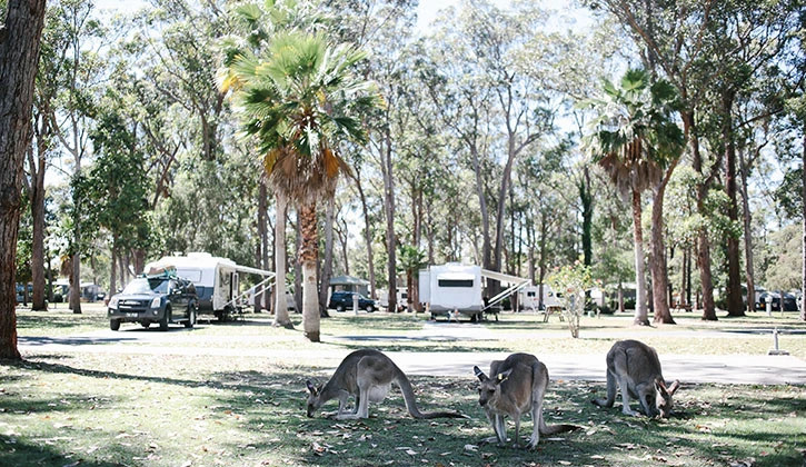 NRMA Darlington Beach Holiday Resort