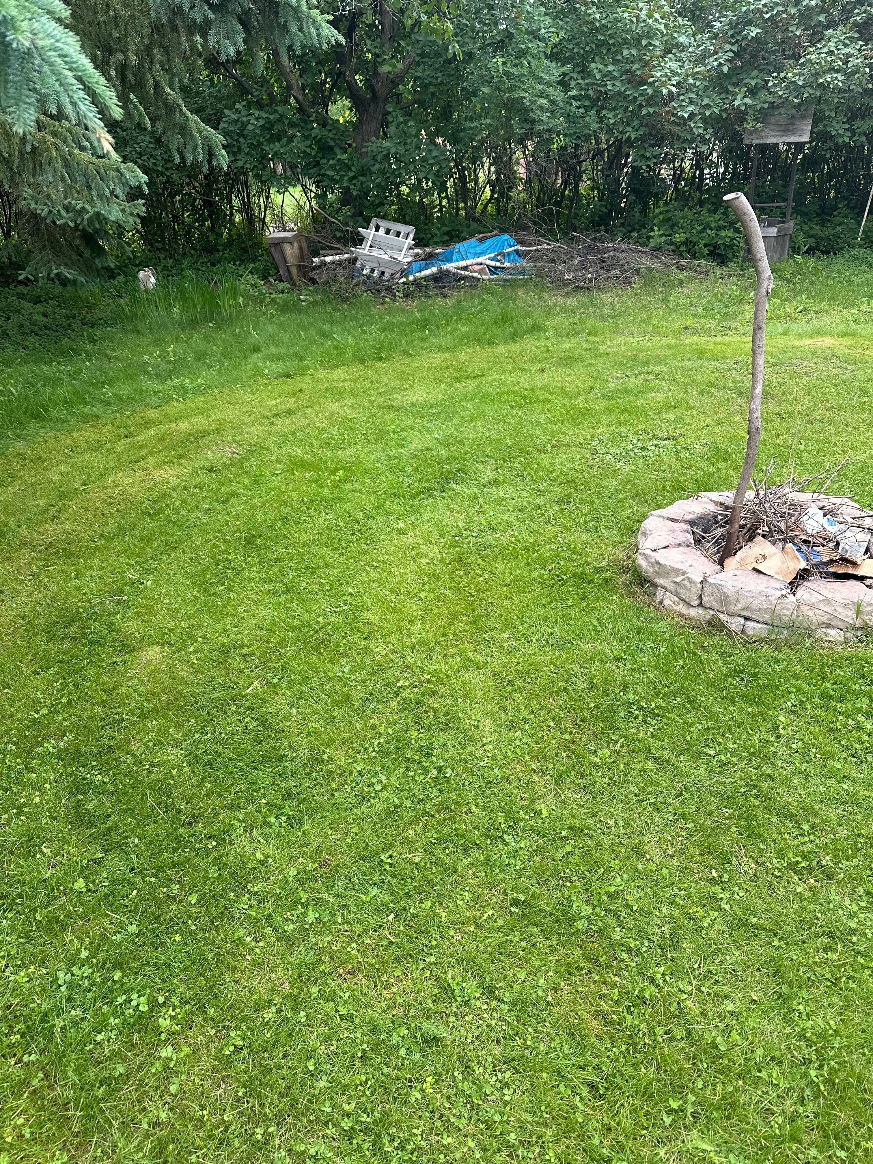 Backyard on Birch