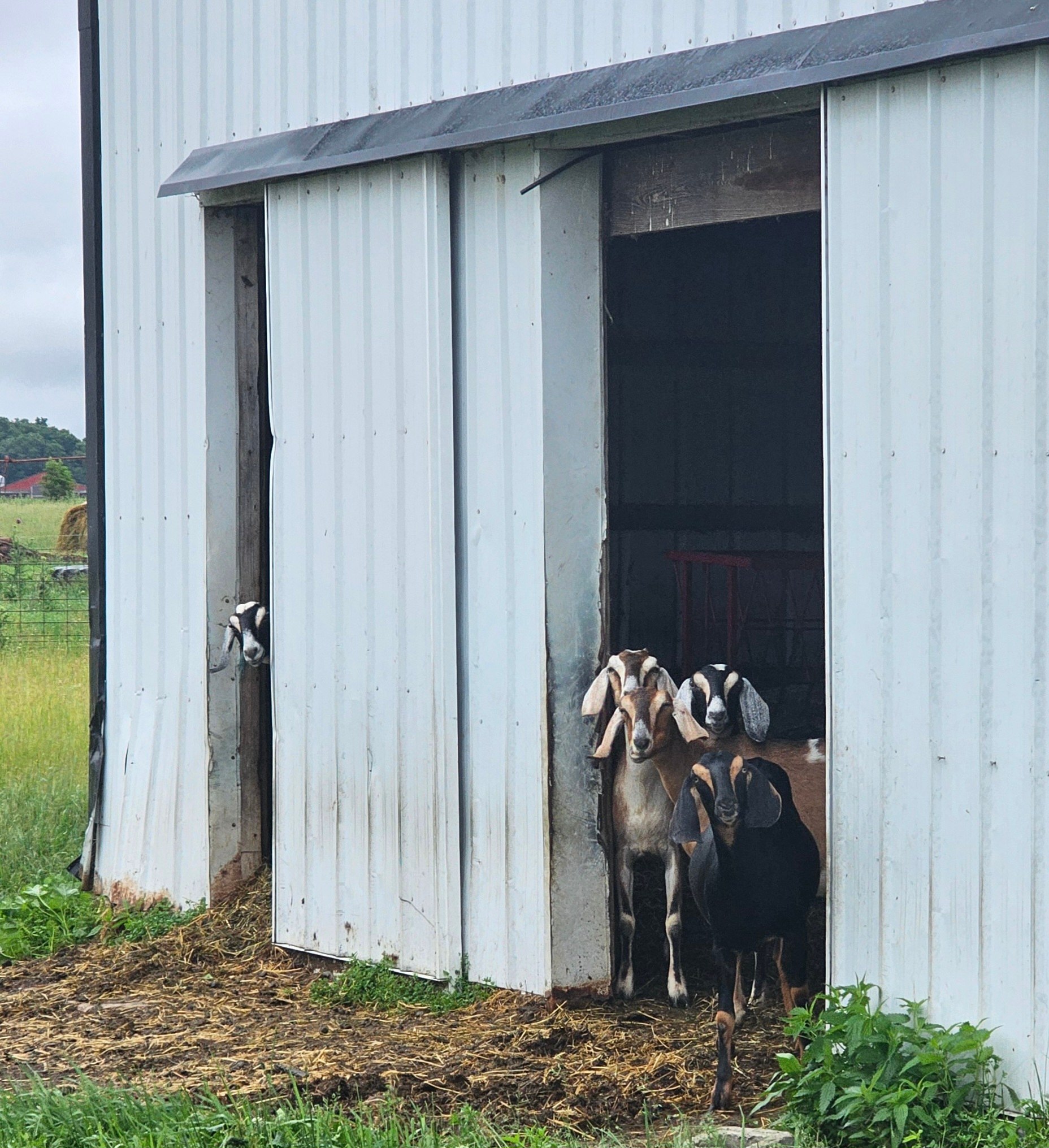Our Nubian milk goats 'heard' you might like camping with us.
