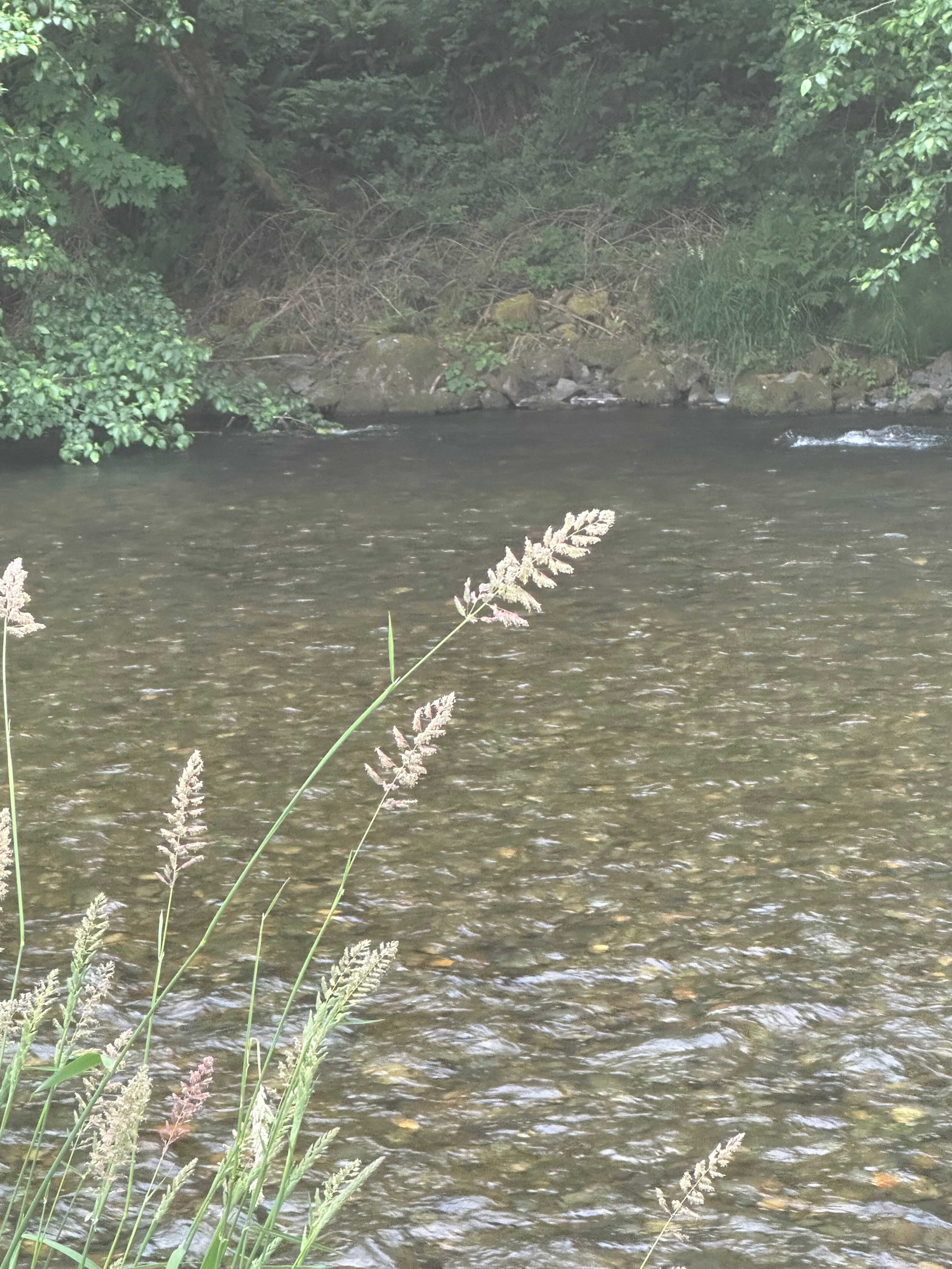 Cedar River Camping