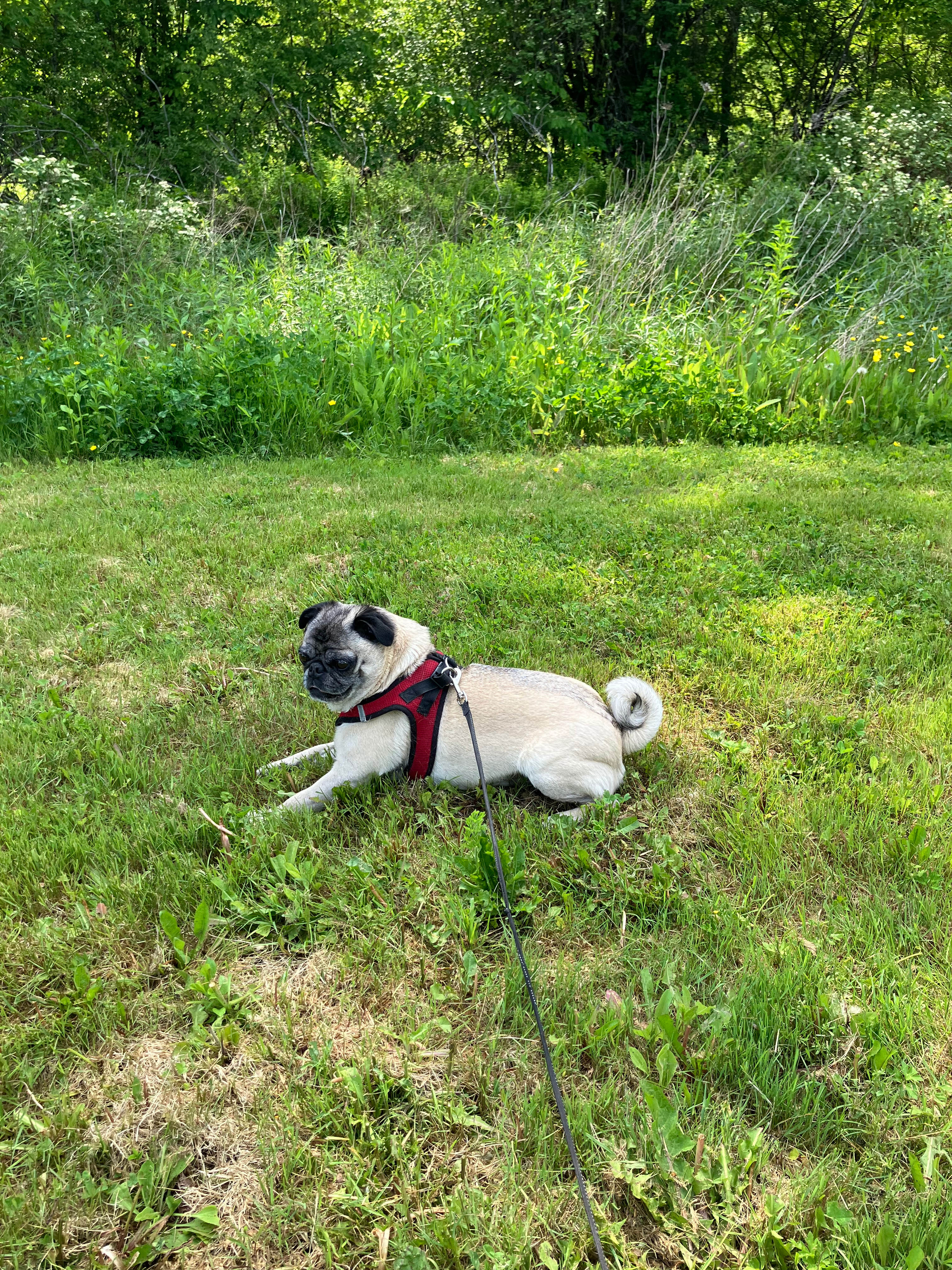 The Mindful Willow