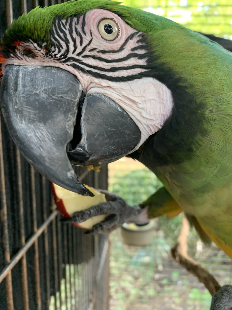 Mili the Macaw