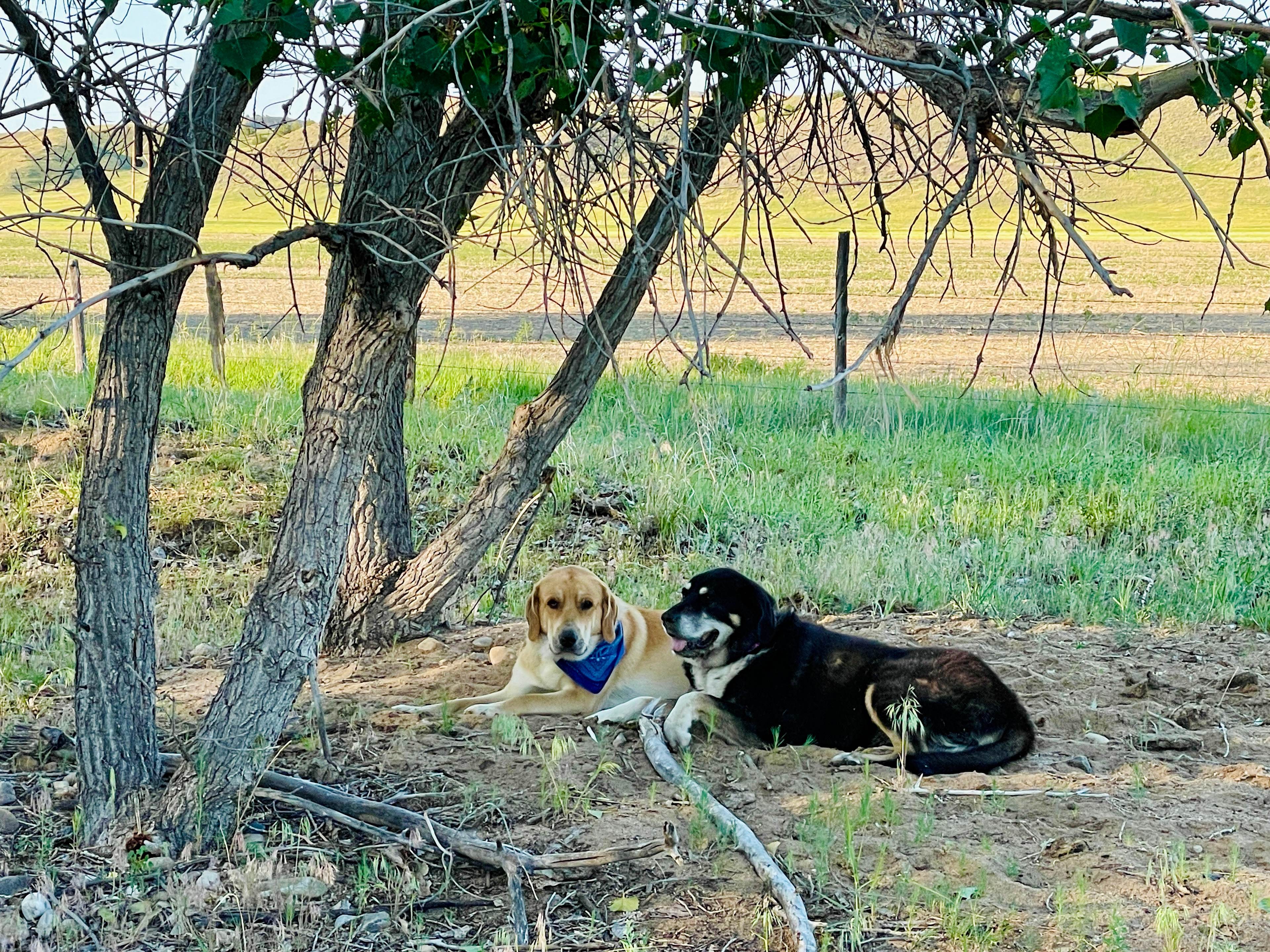 Cheyenne River Bottom