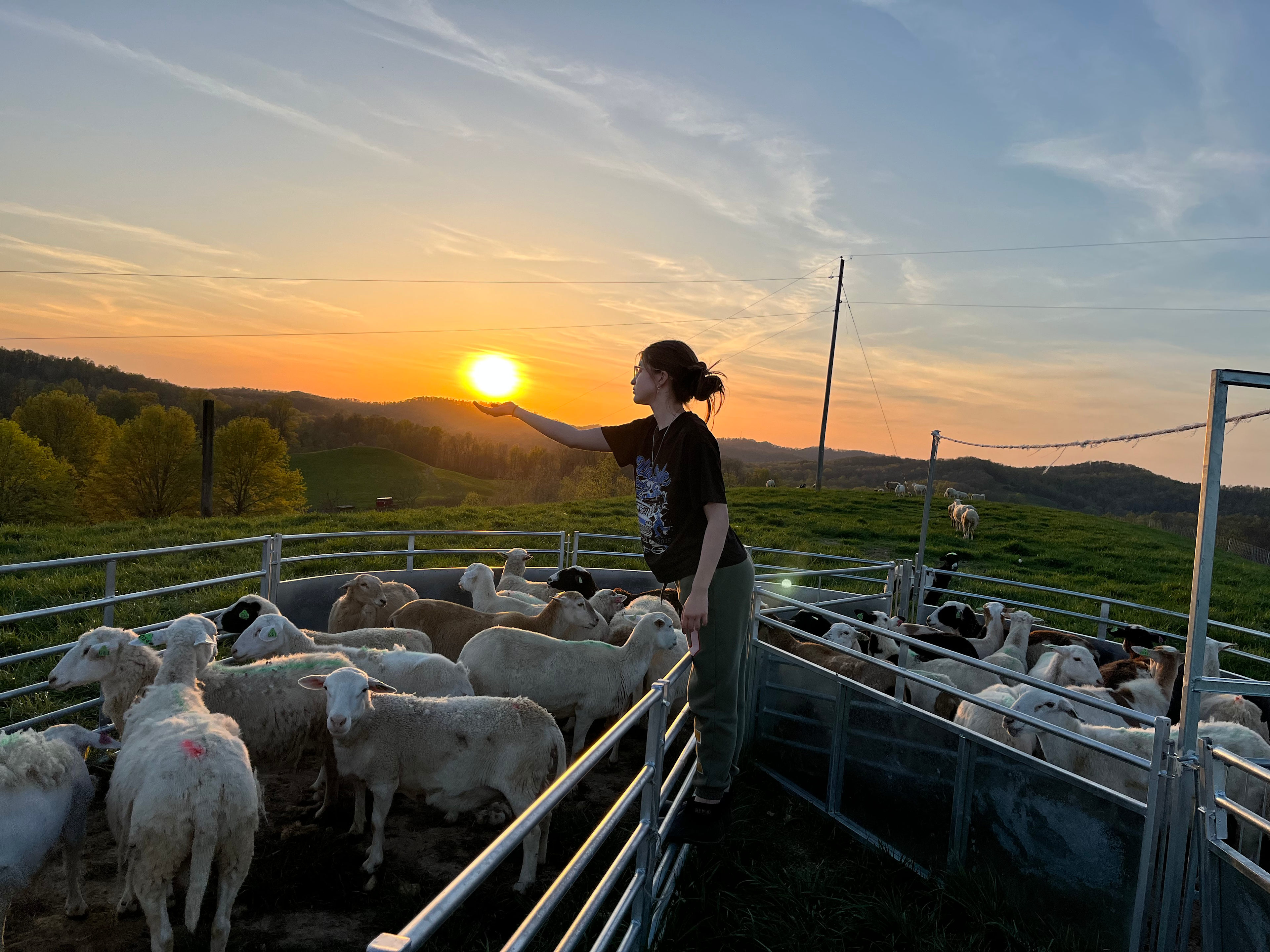 Shepherd’s View