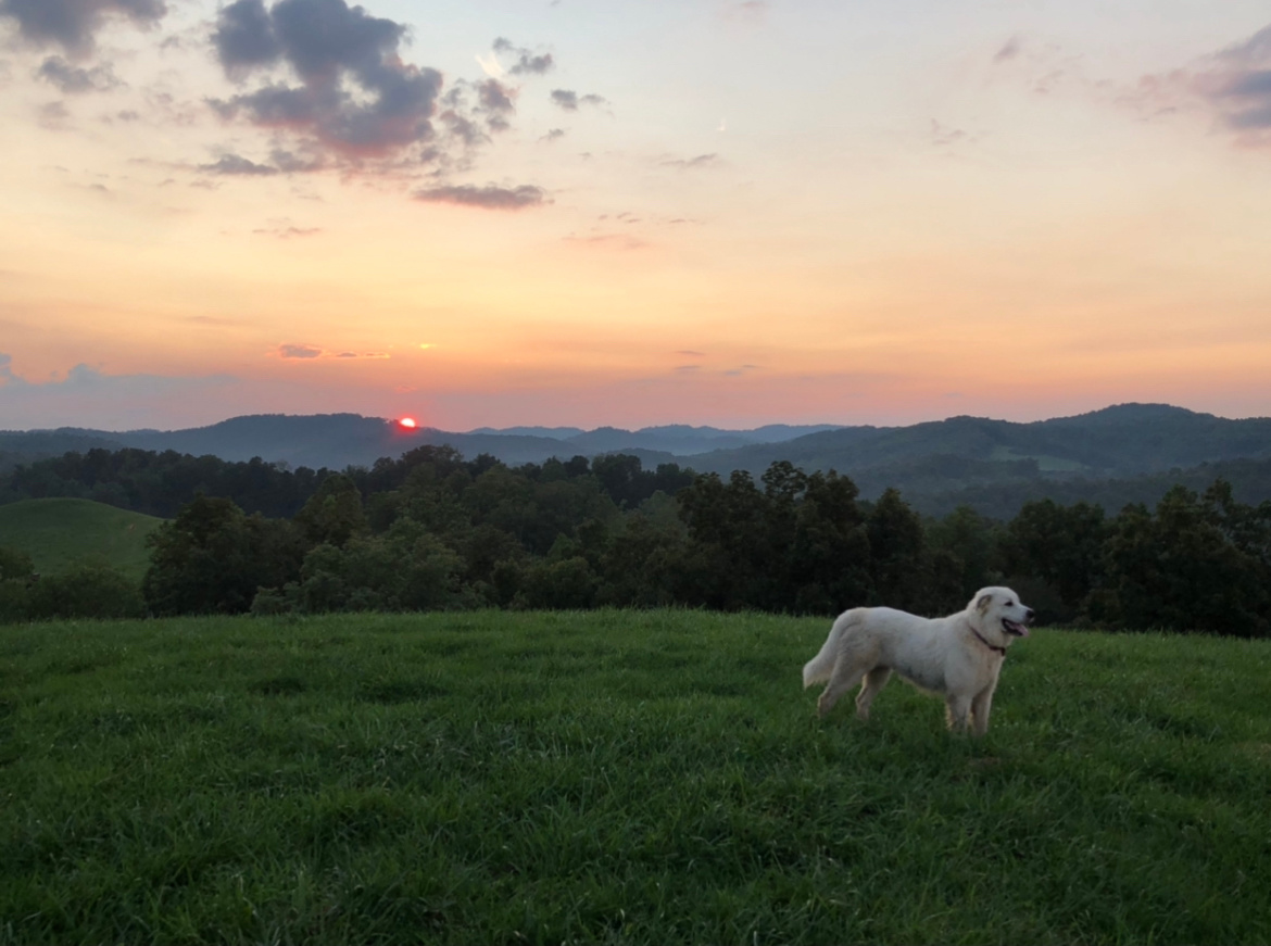 Shepherd’s View