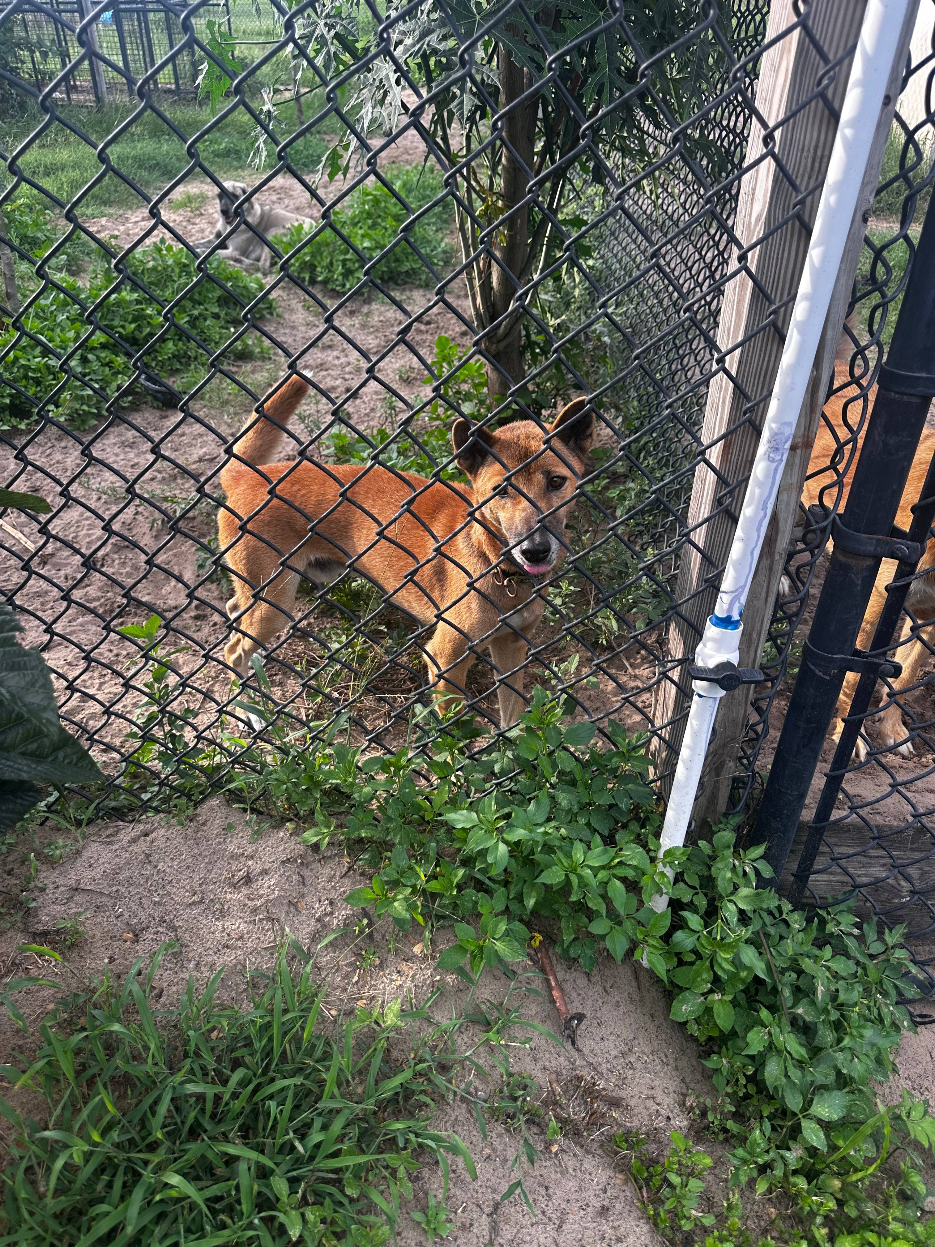 New Guinea Singing Dog
