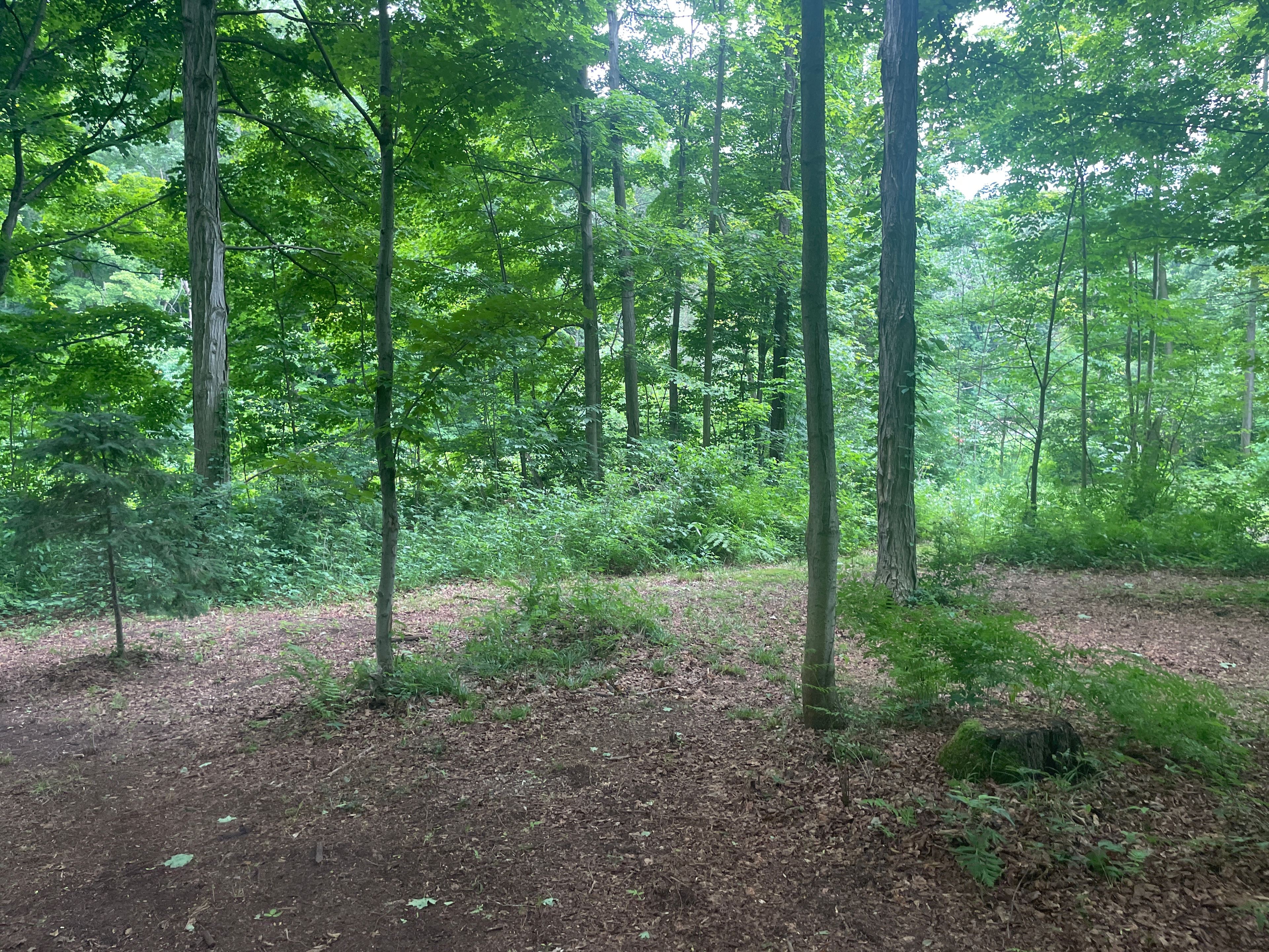 The Green Stump Getaway