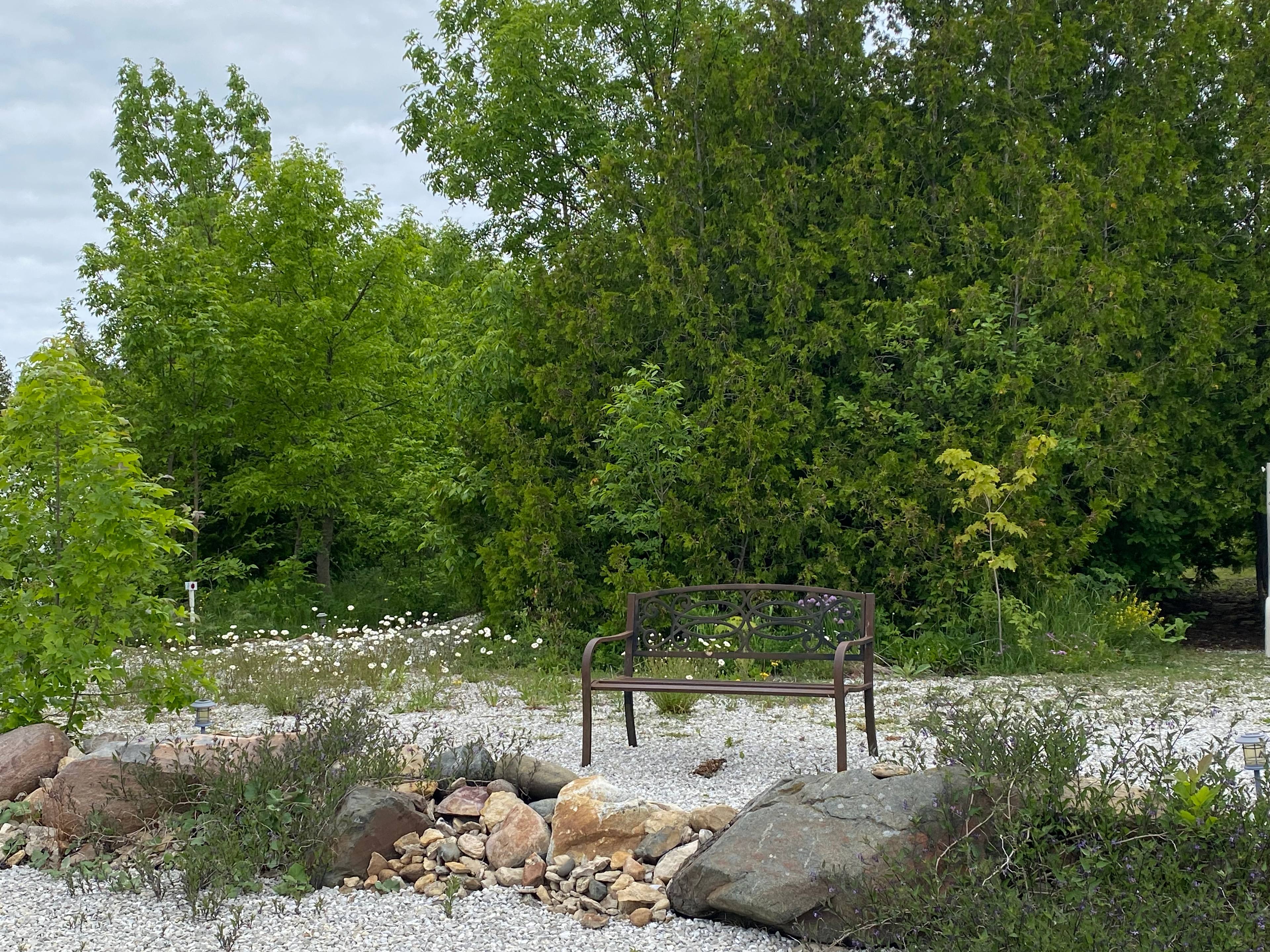 Some wildflowers left to grow for pollination and the bench is a nice spot to sit looking at the water. (June 2025)