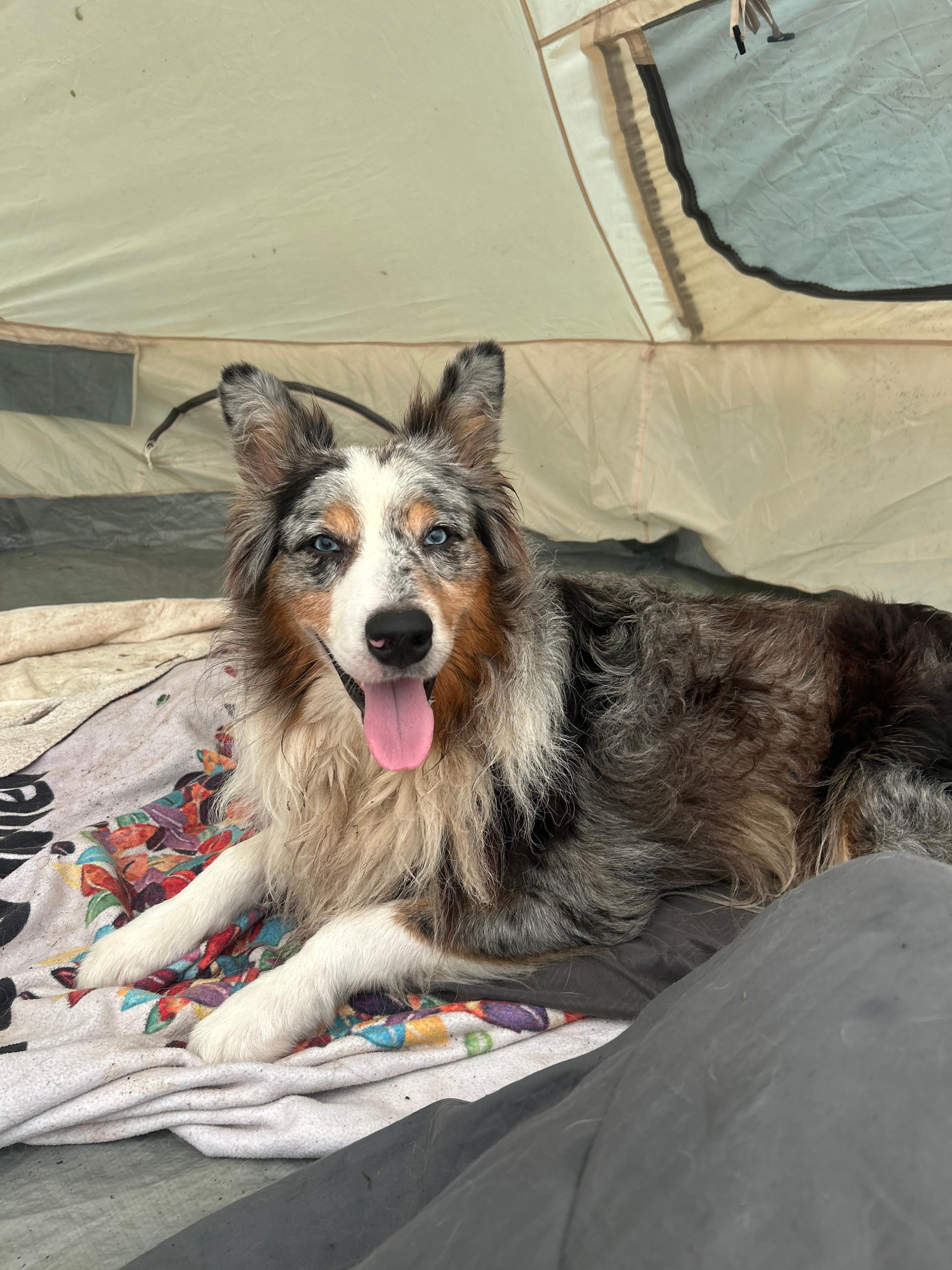 My Liam going to take a nap, he loved fetching his toys and running the area!