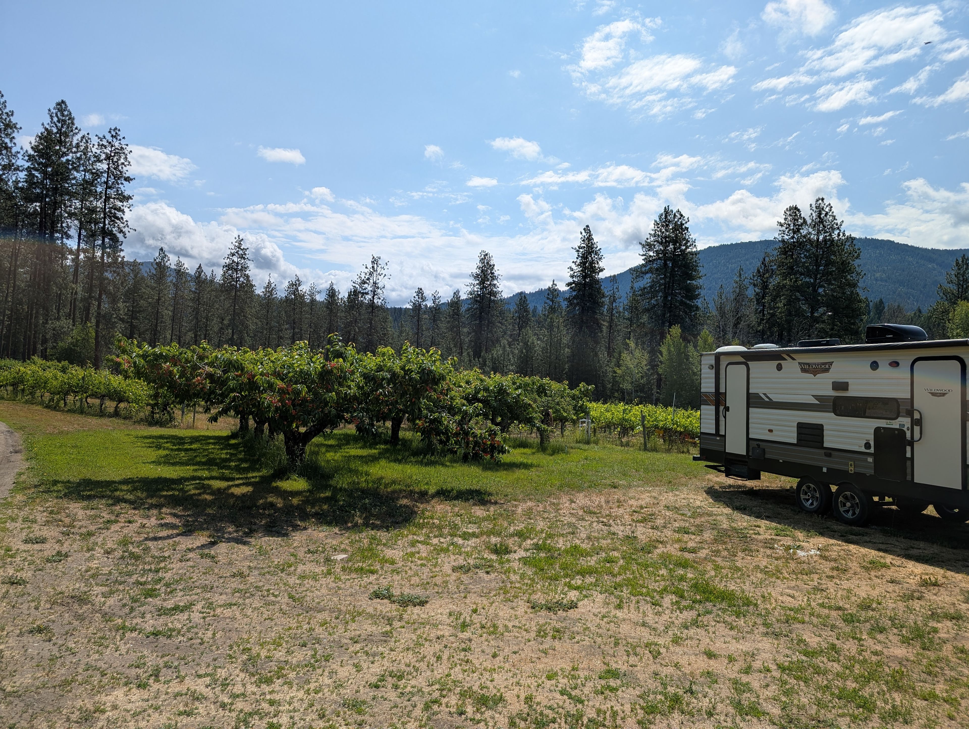 Backed up into those cherry trees