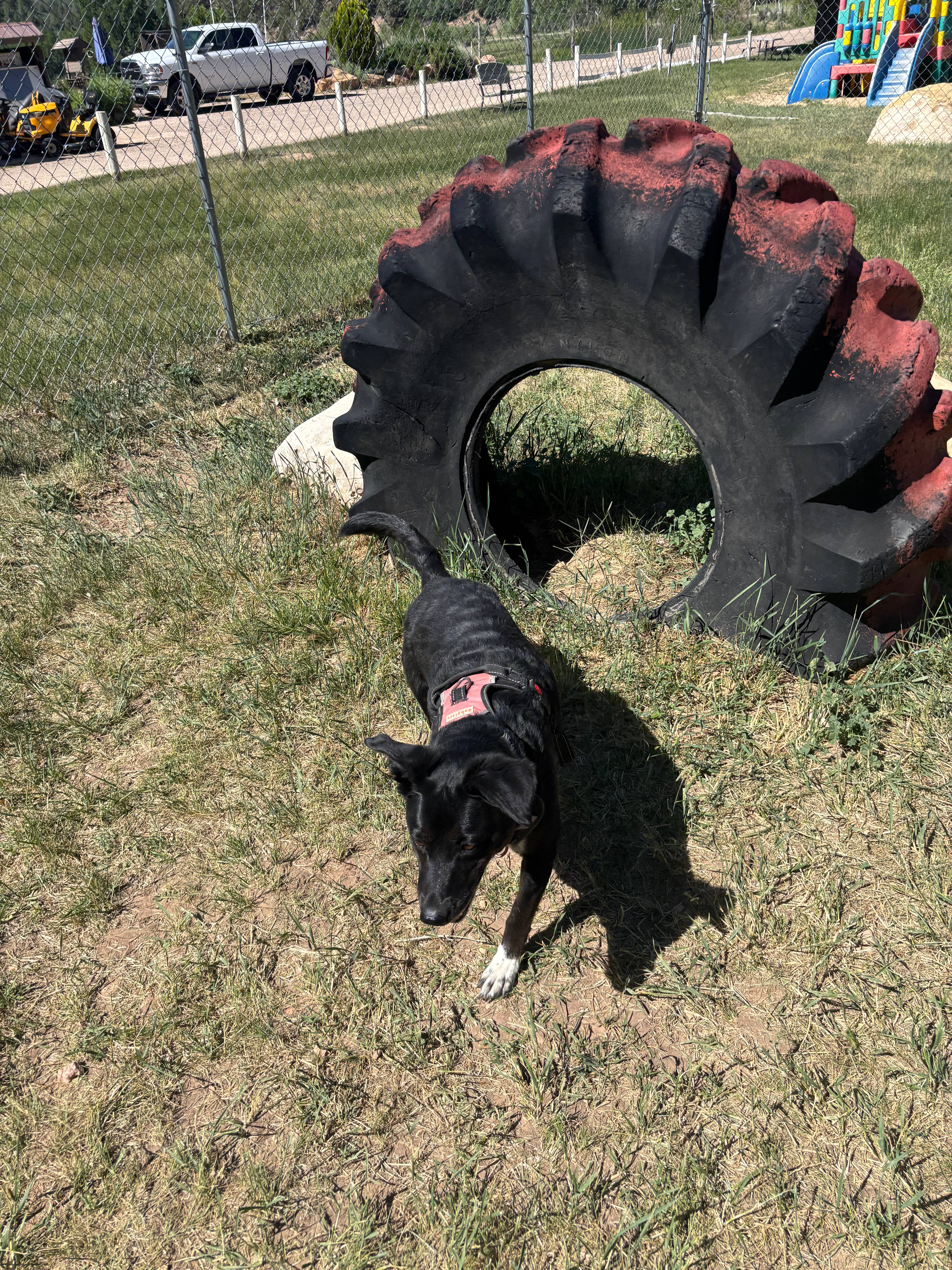 Dog park