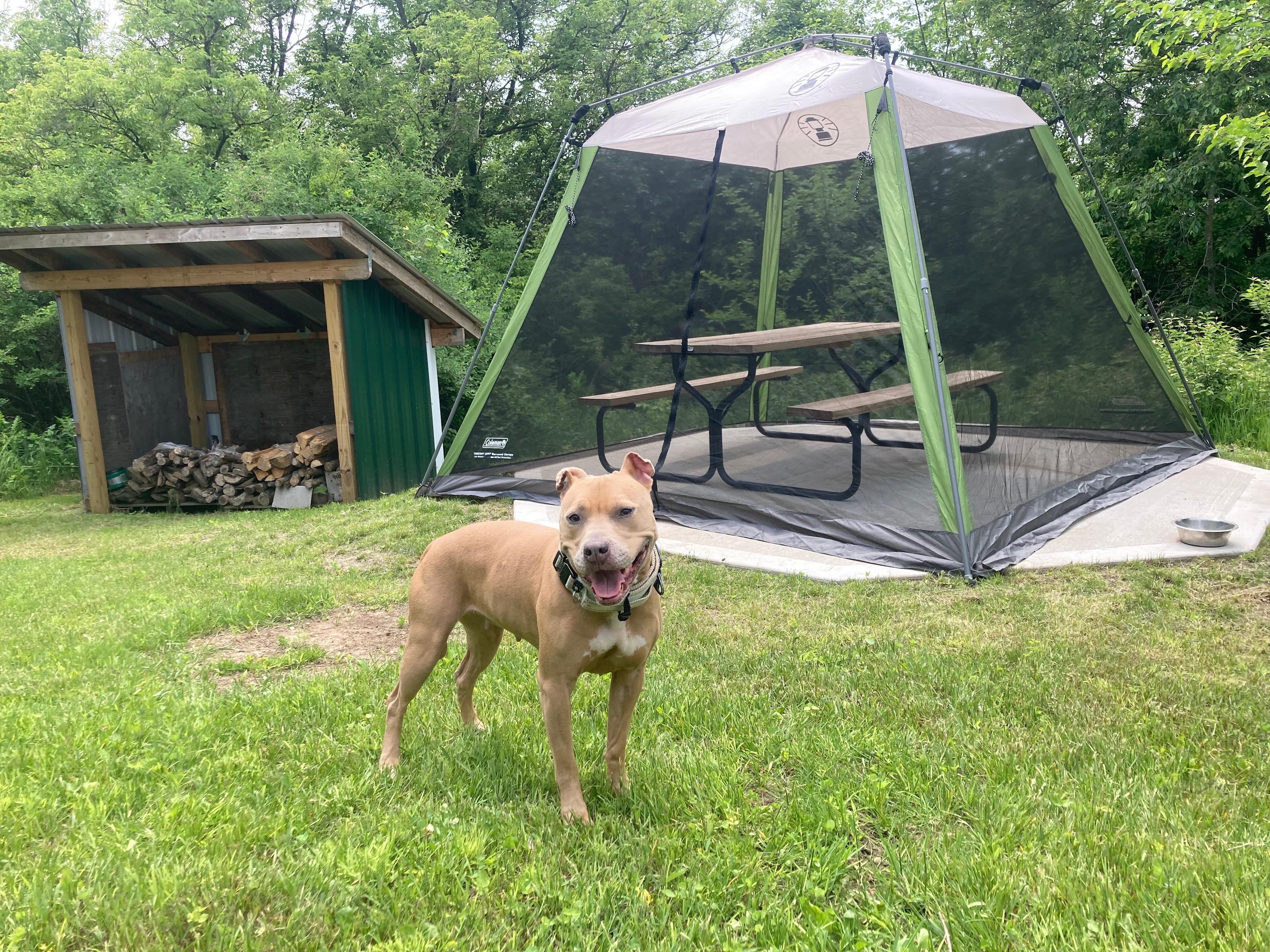 Great cement pad picnic area, perfect for our screen tent! 