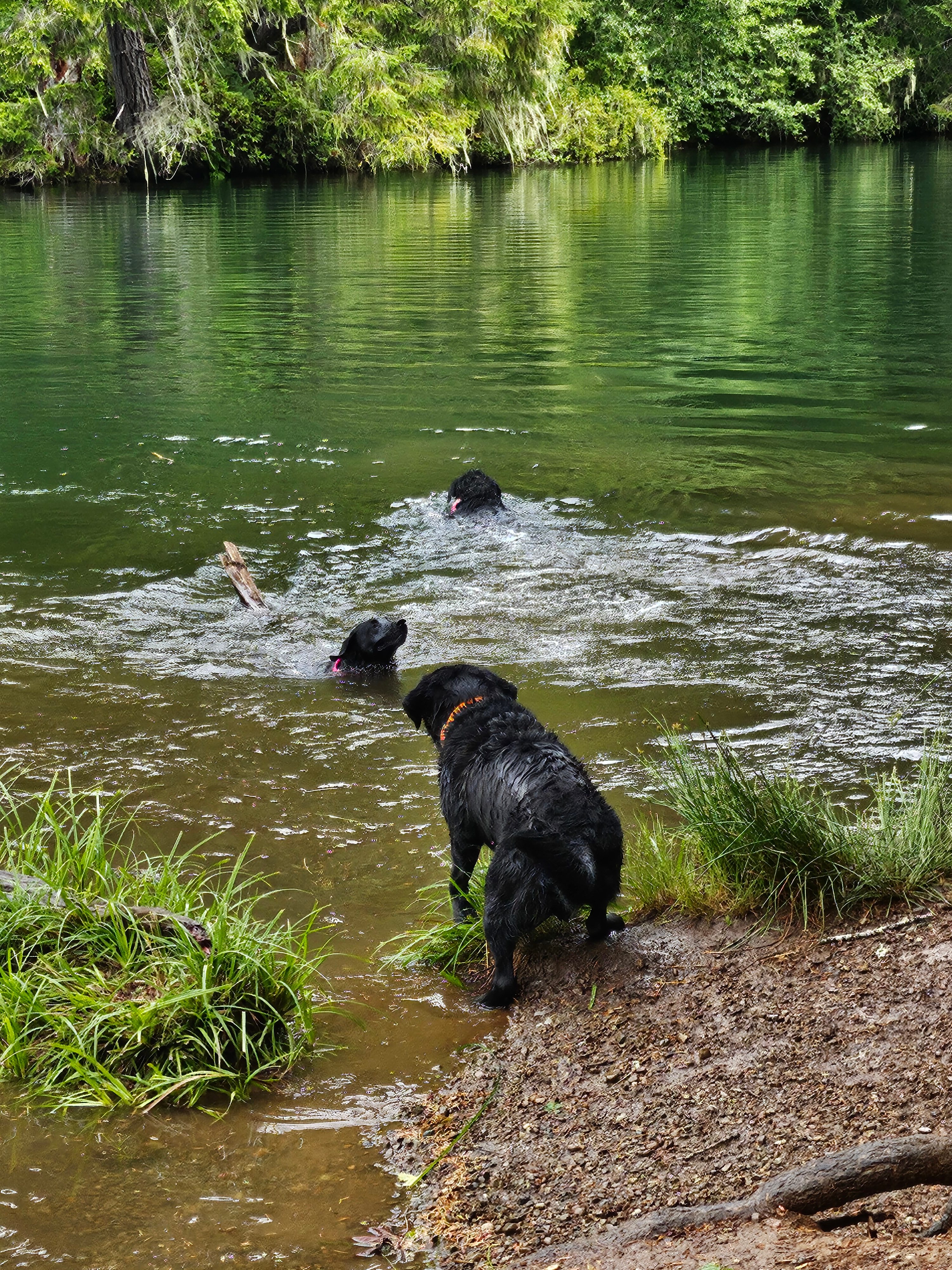 Lake Cushman RV Camping Lot