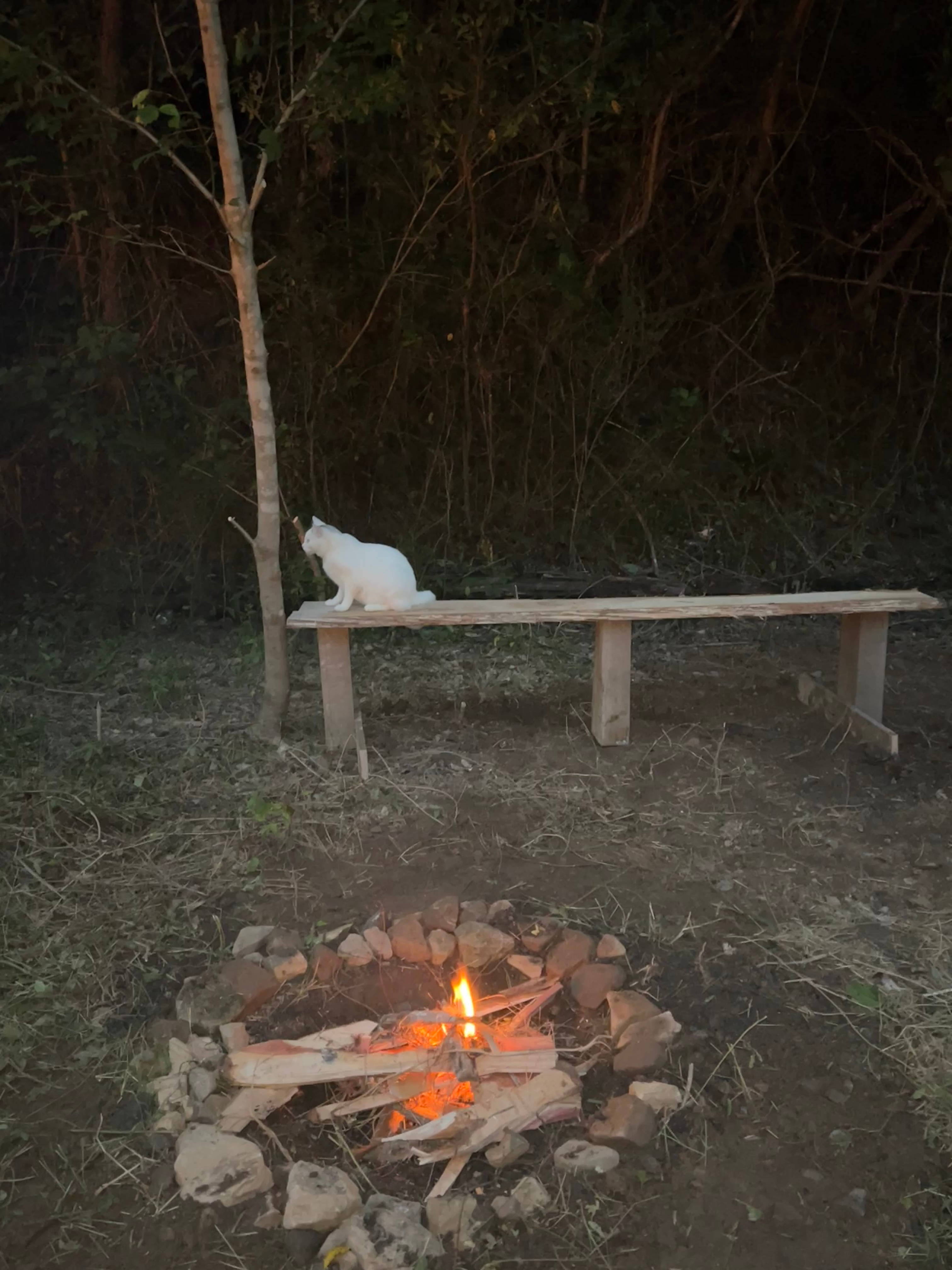 Daisy’s Farm and Campground