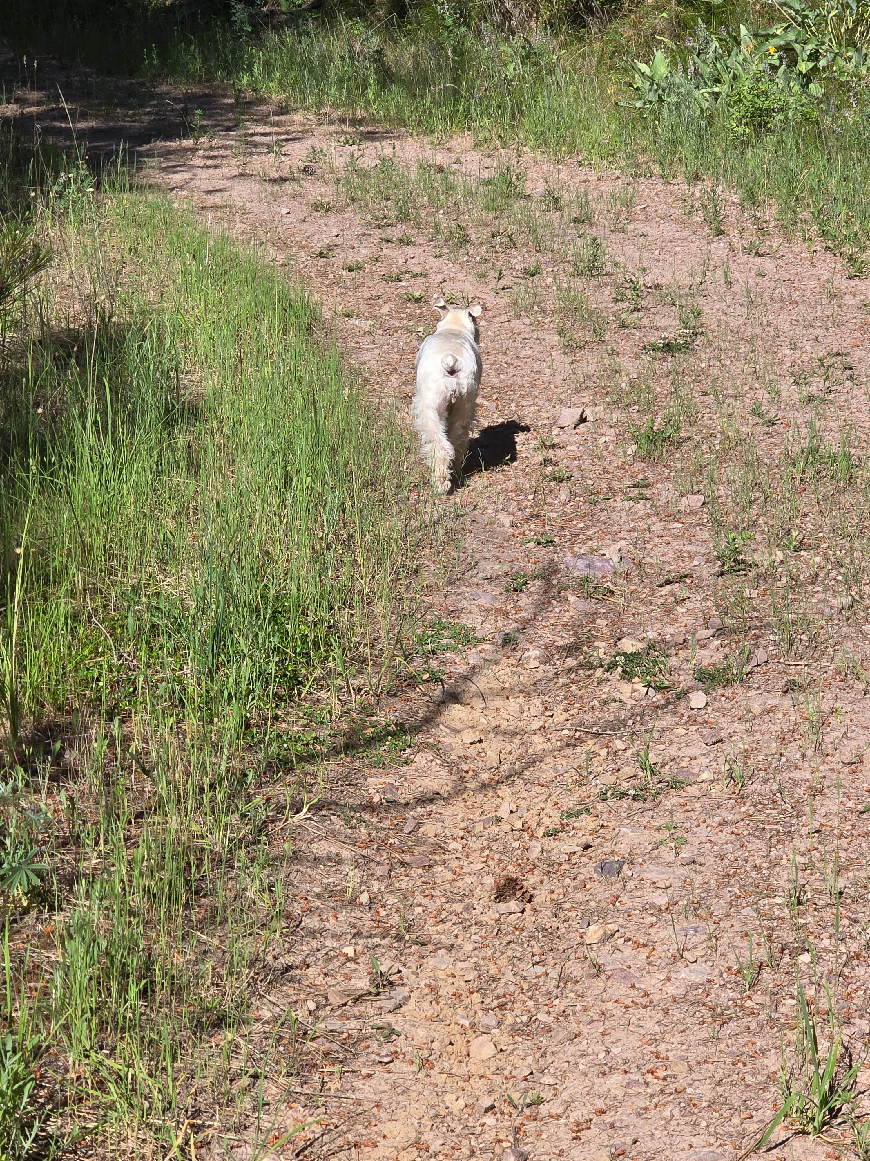 Bella running the meadow free!