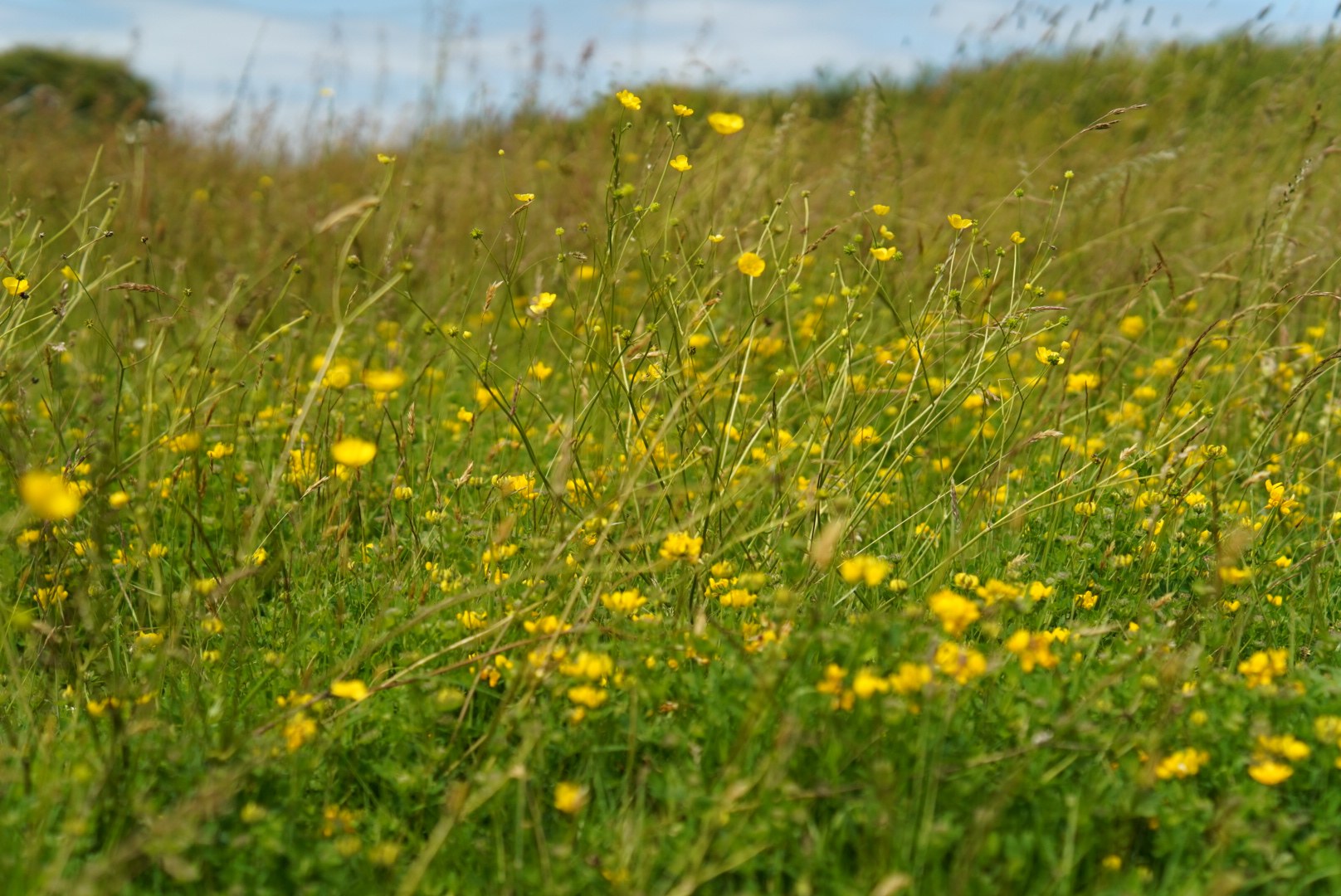 Felin Uchaf Meadow Camping