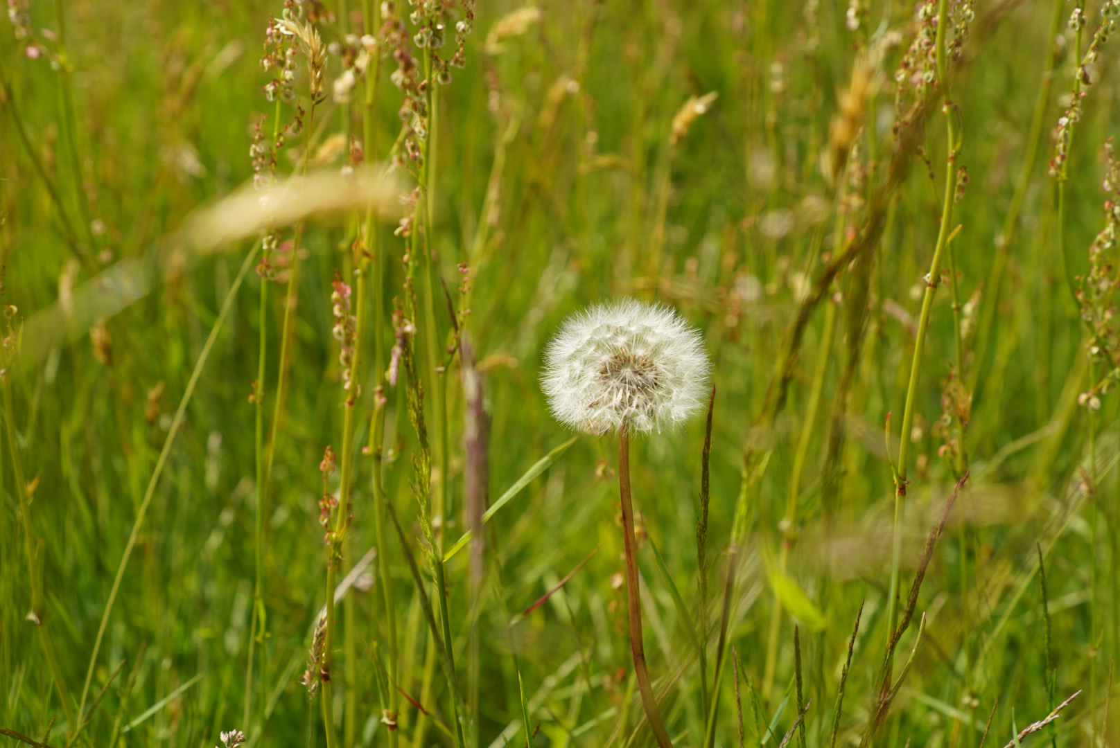 Felin Uchaf Meadow Camping