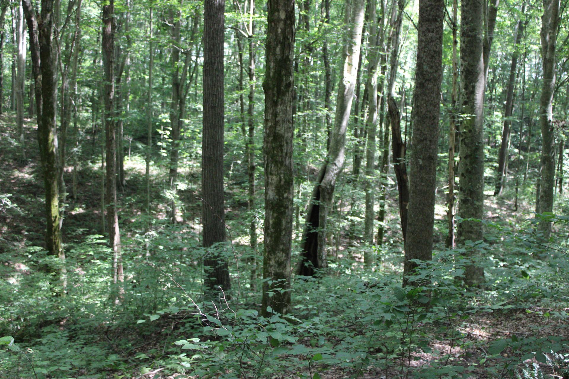 A glimpse of the secluded woods.