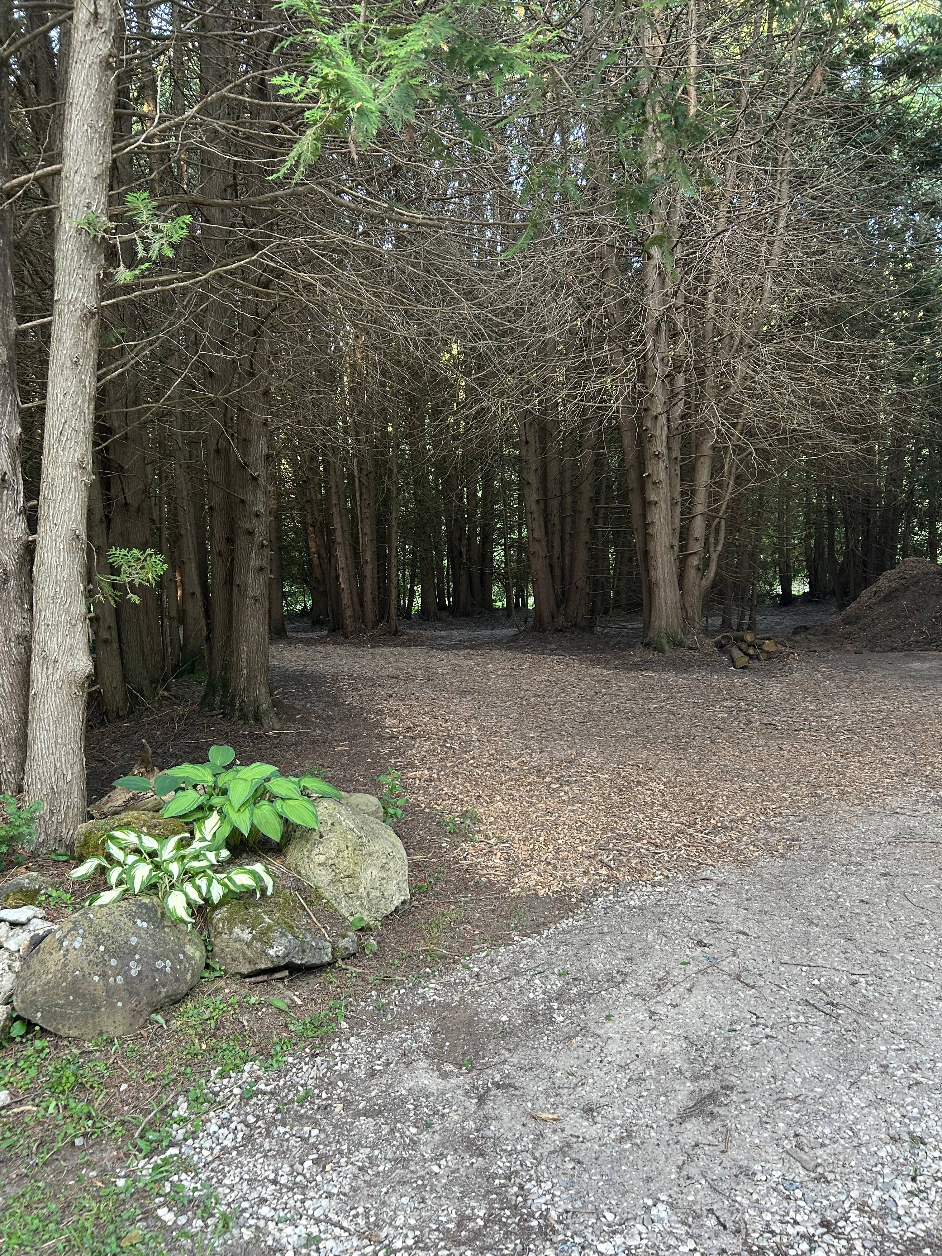 The Secluded Cedar retreat