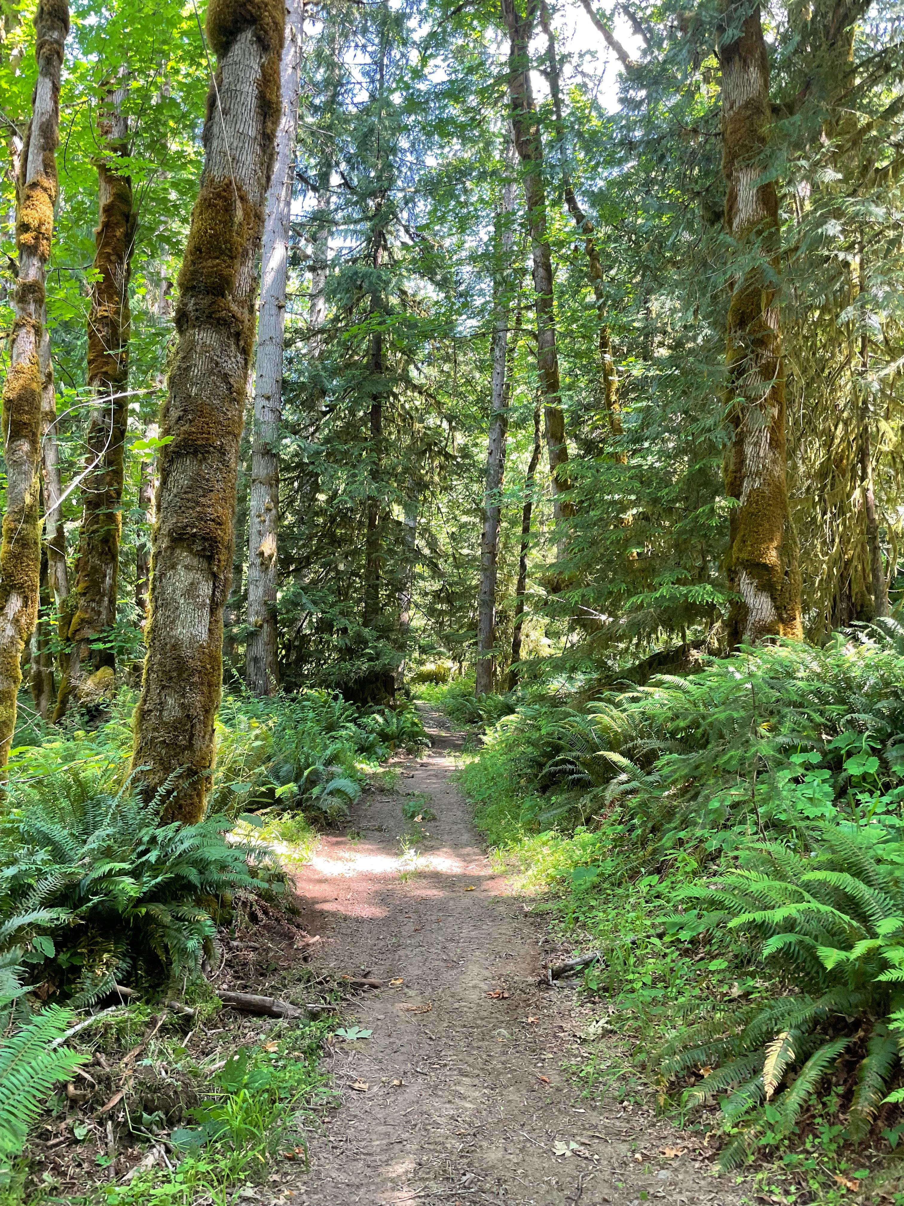 Mystic Maples Forest Retreat
