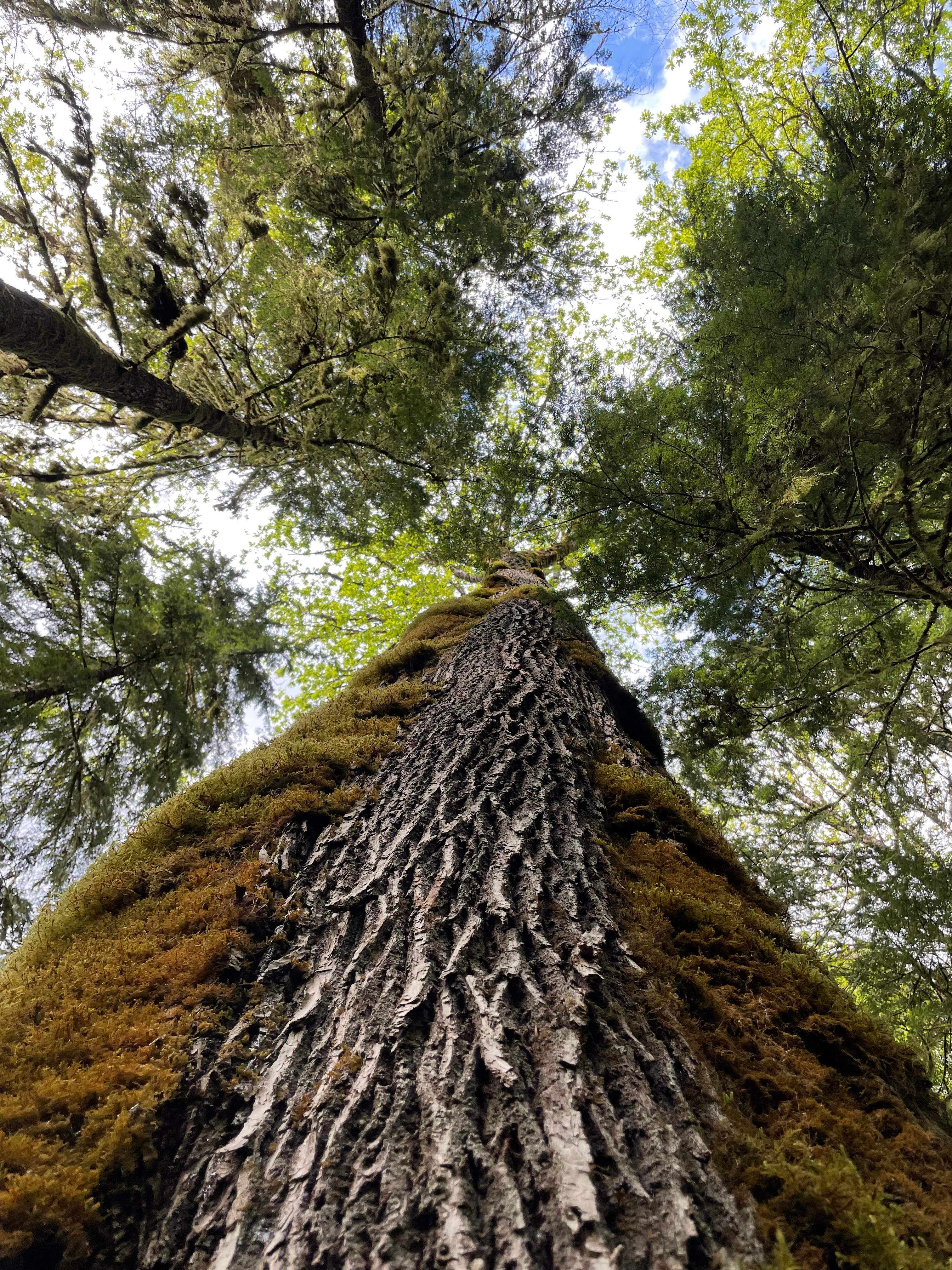 Mystic Maples Forest Retreat