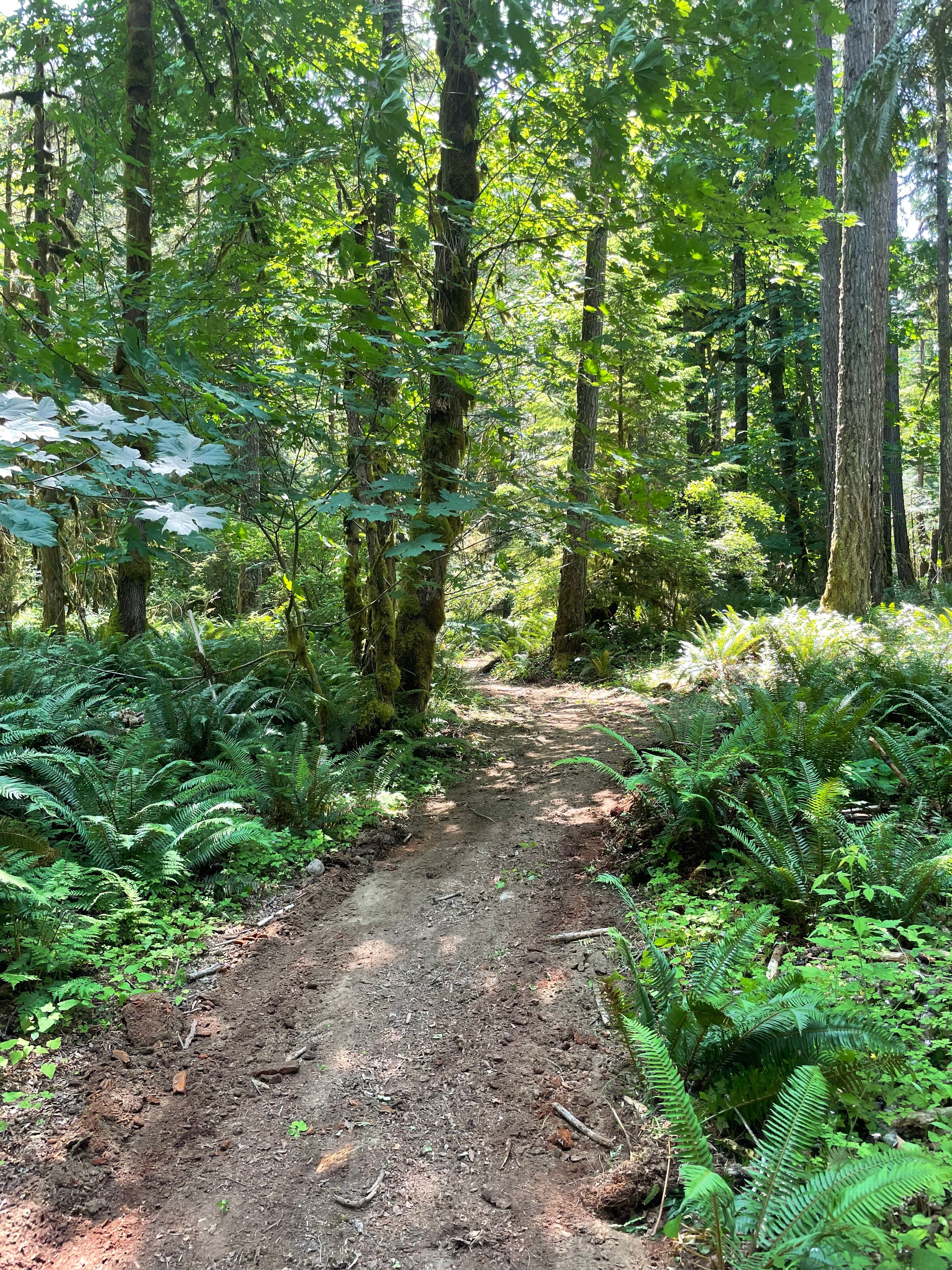 Mystic Maples Forest Retreat