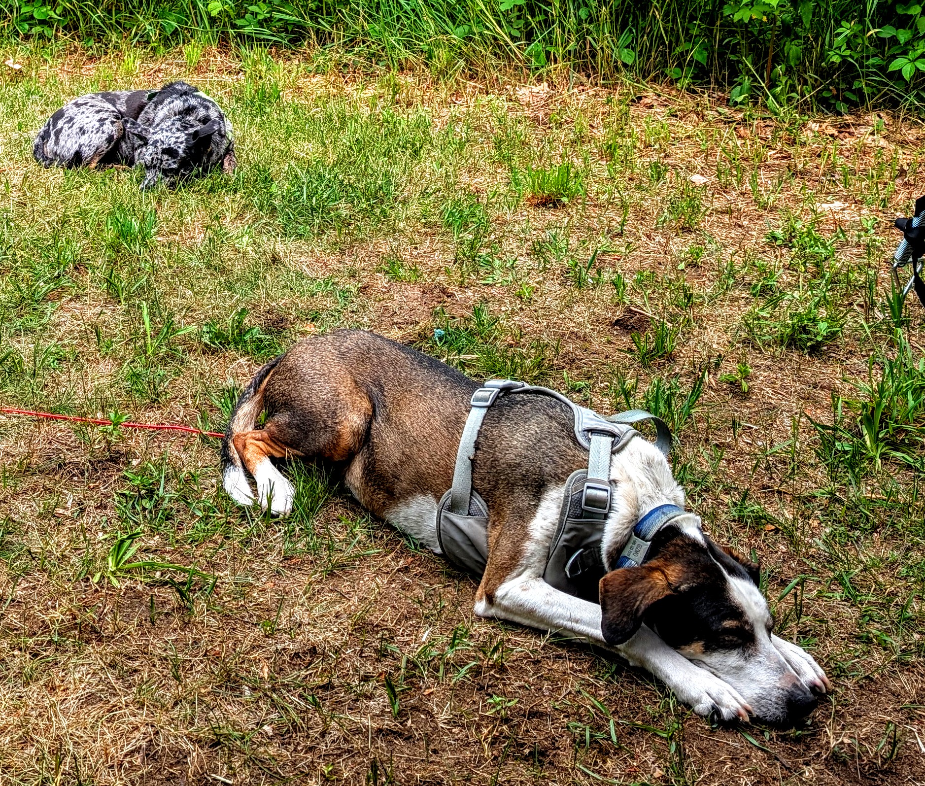 Great dog parks in the area!