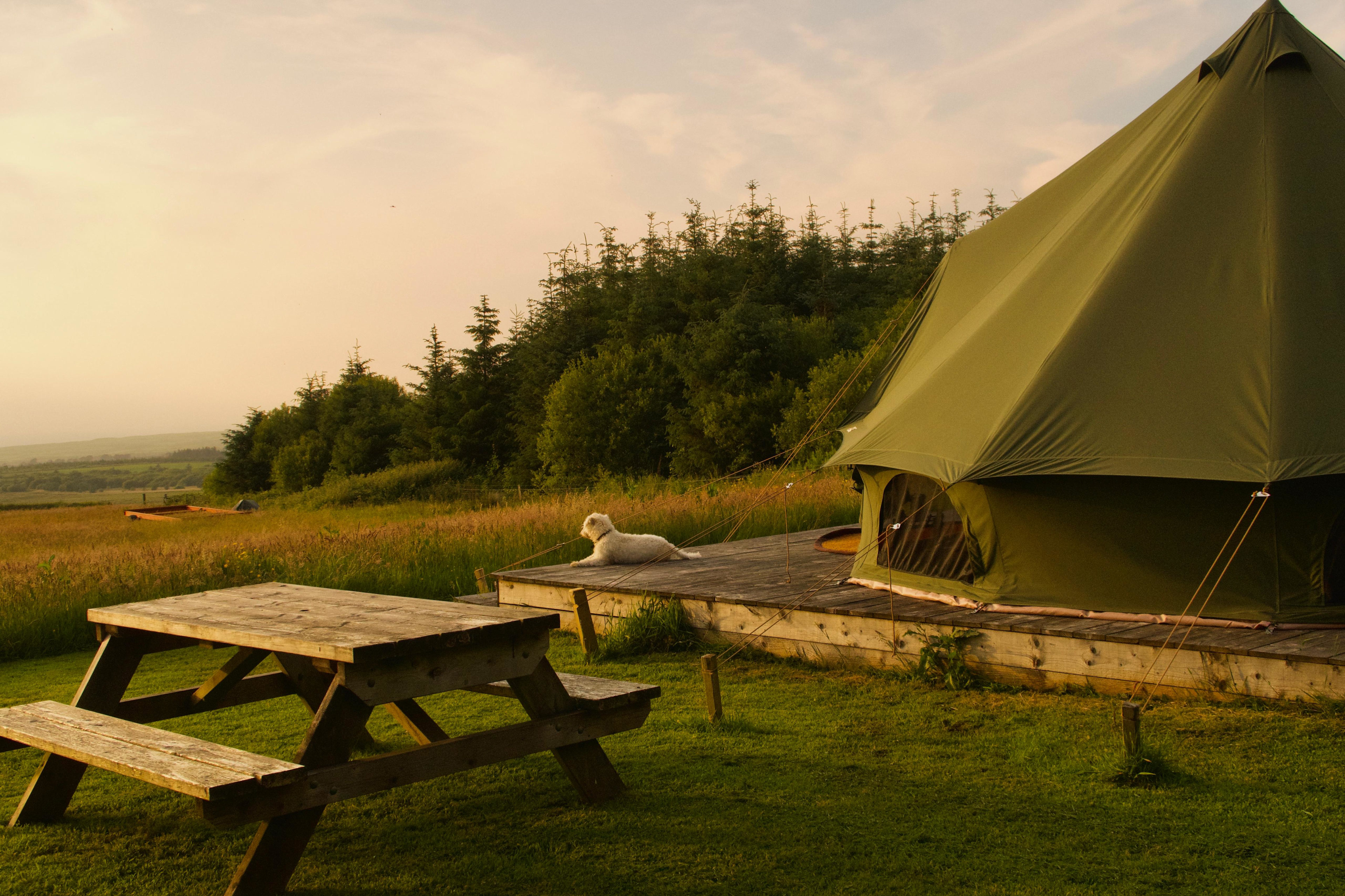 Bell tent with outstanding views of sky, sea and hills, set within our natural meadow, surrounded by trees and birdsong. 