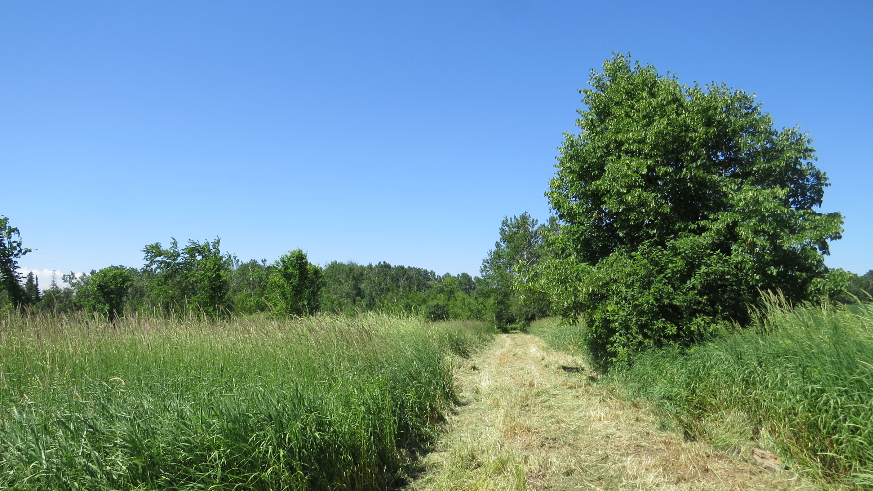 The Farm
