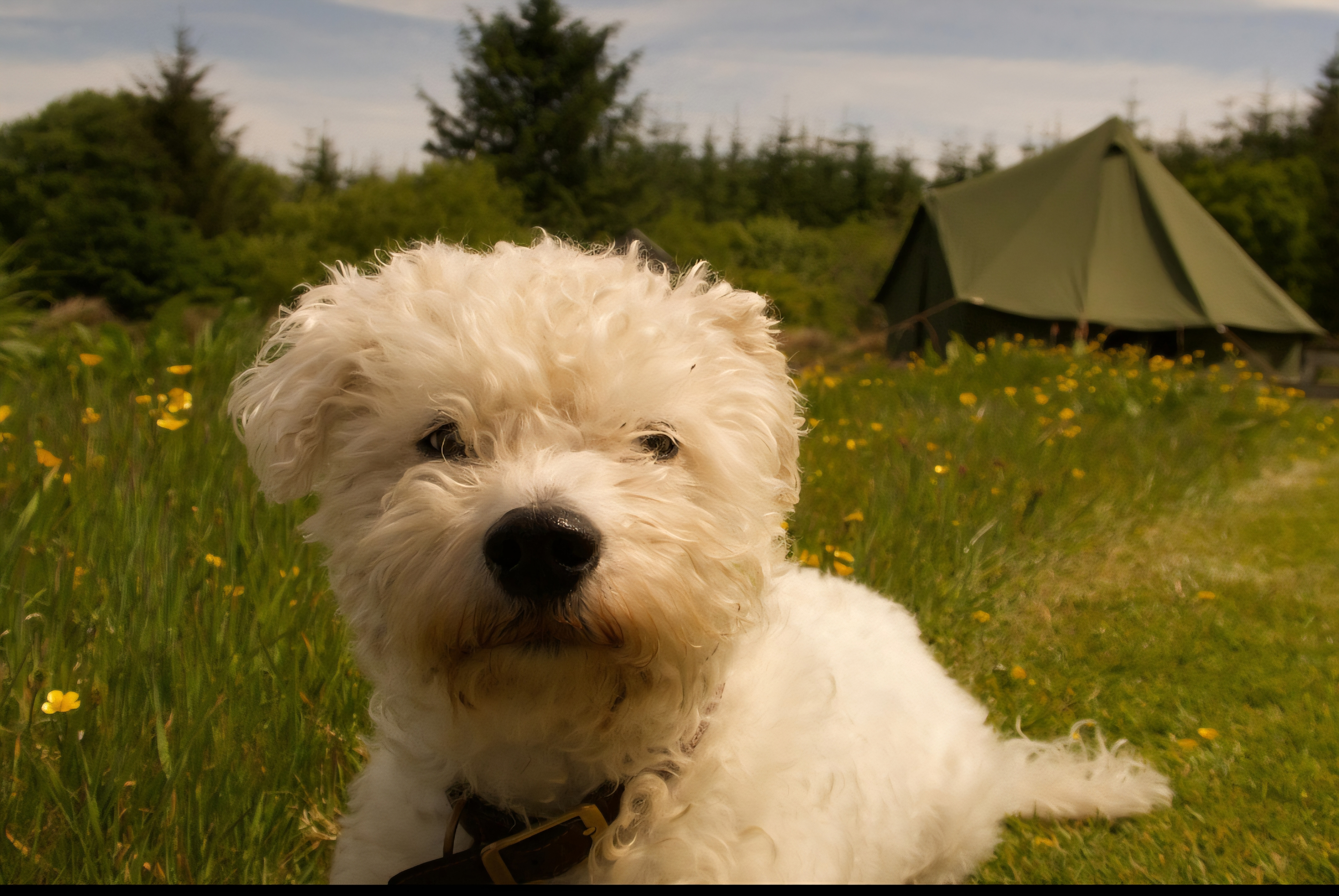 Well behaved pets allowed for a small fee