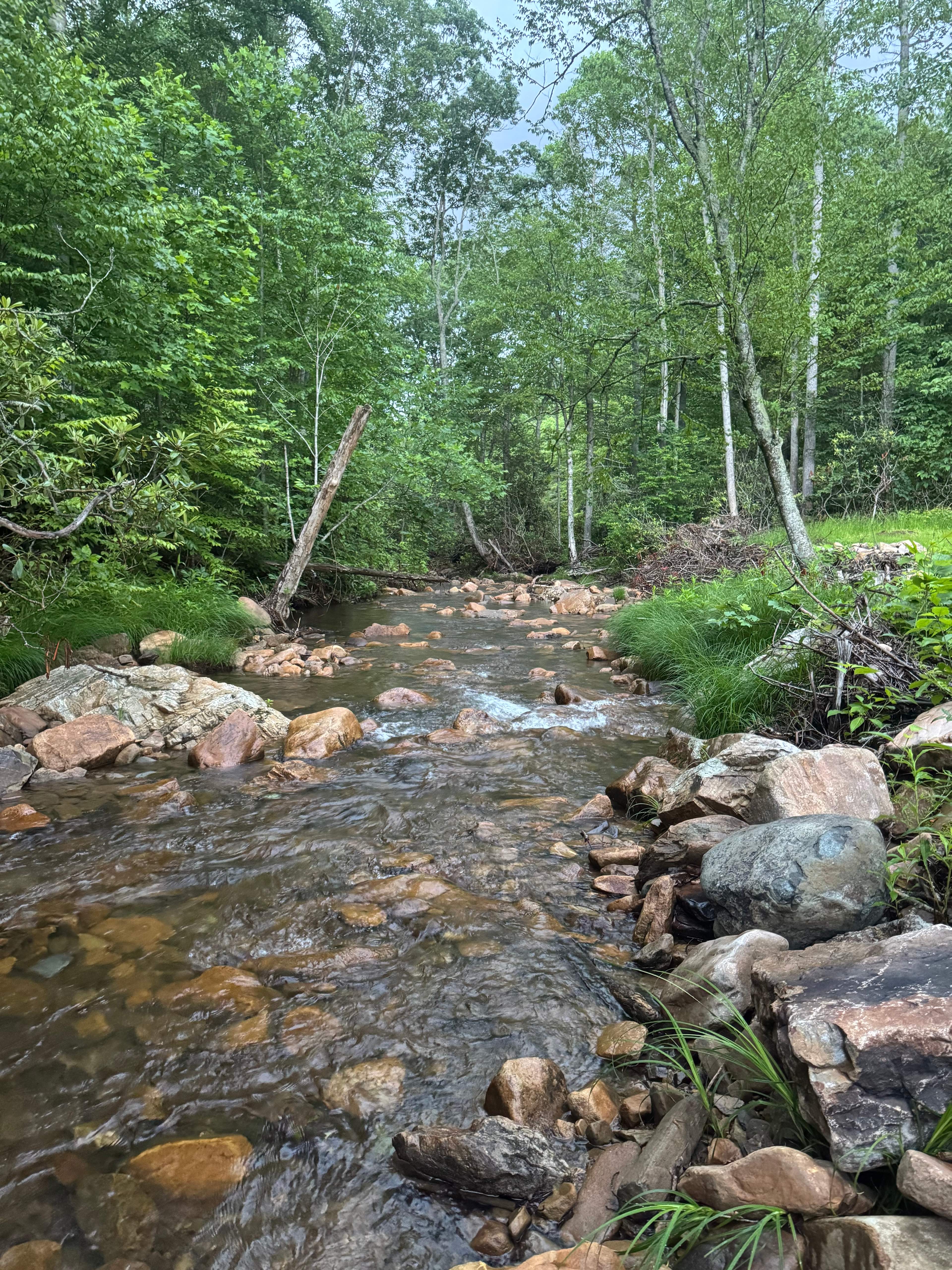 Camp Cressy Creek