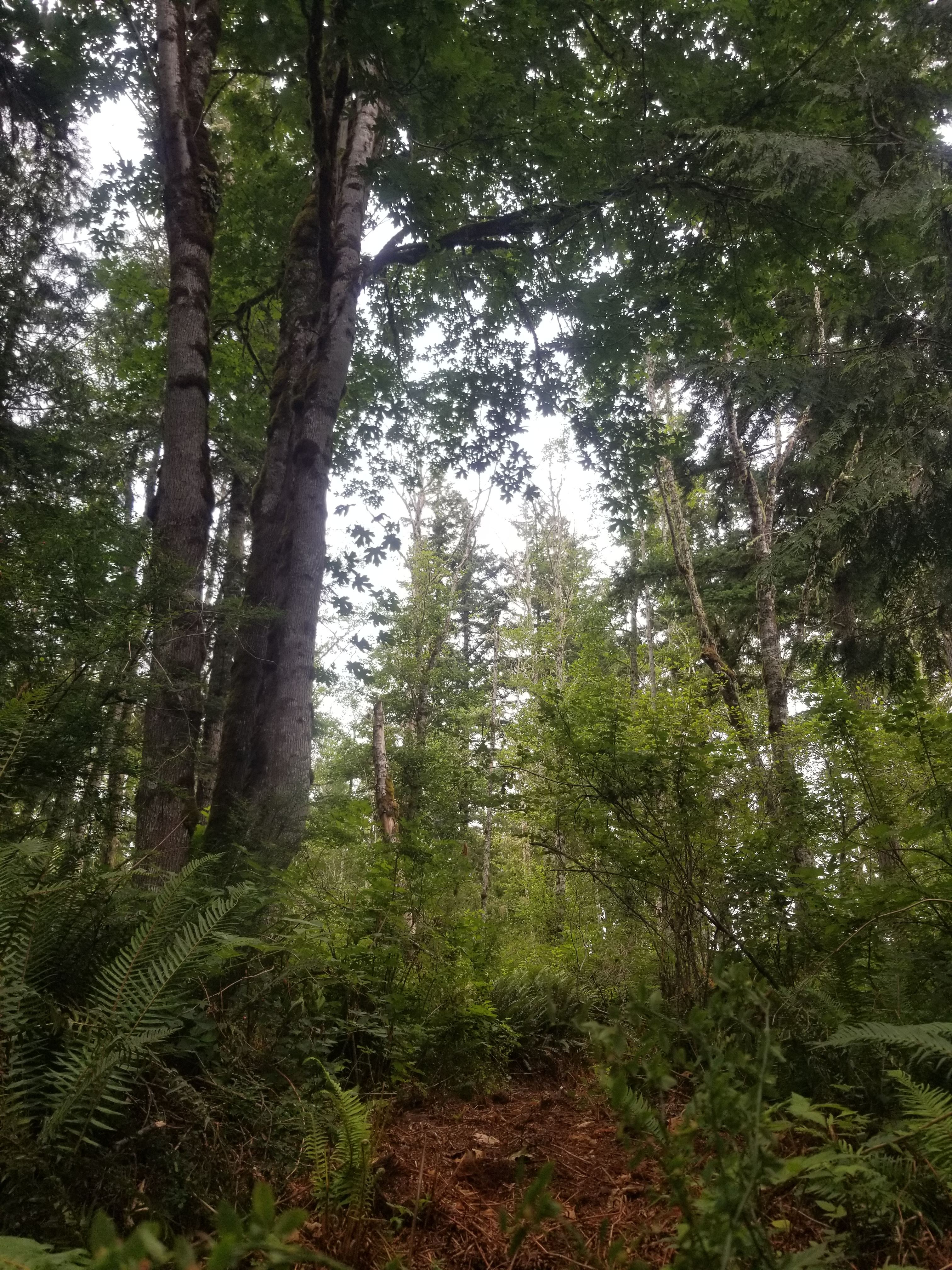 Trails across the road into the abundant forest lined with salmonberries!