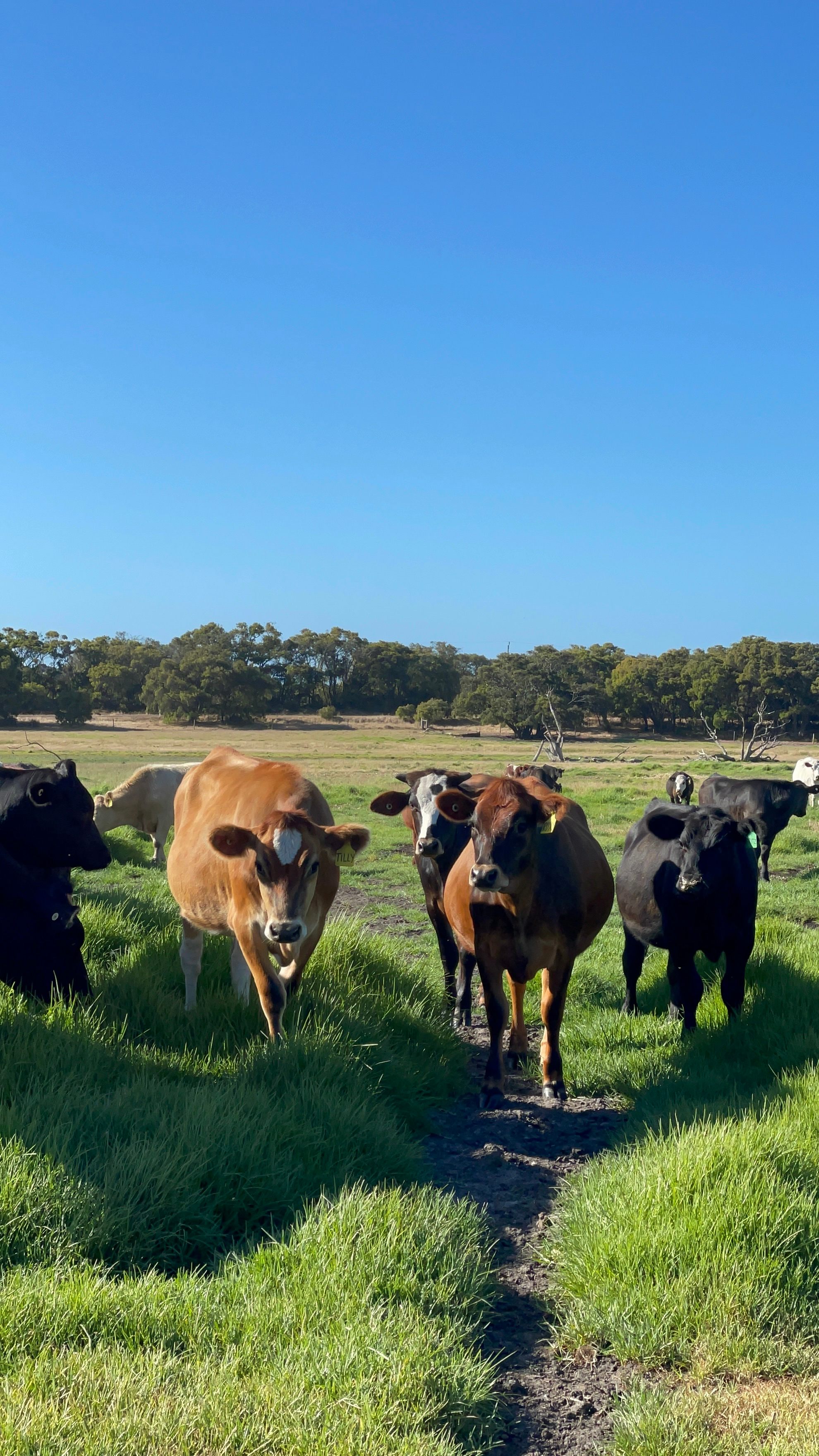 Dunmore Homestead Farmstay