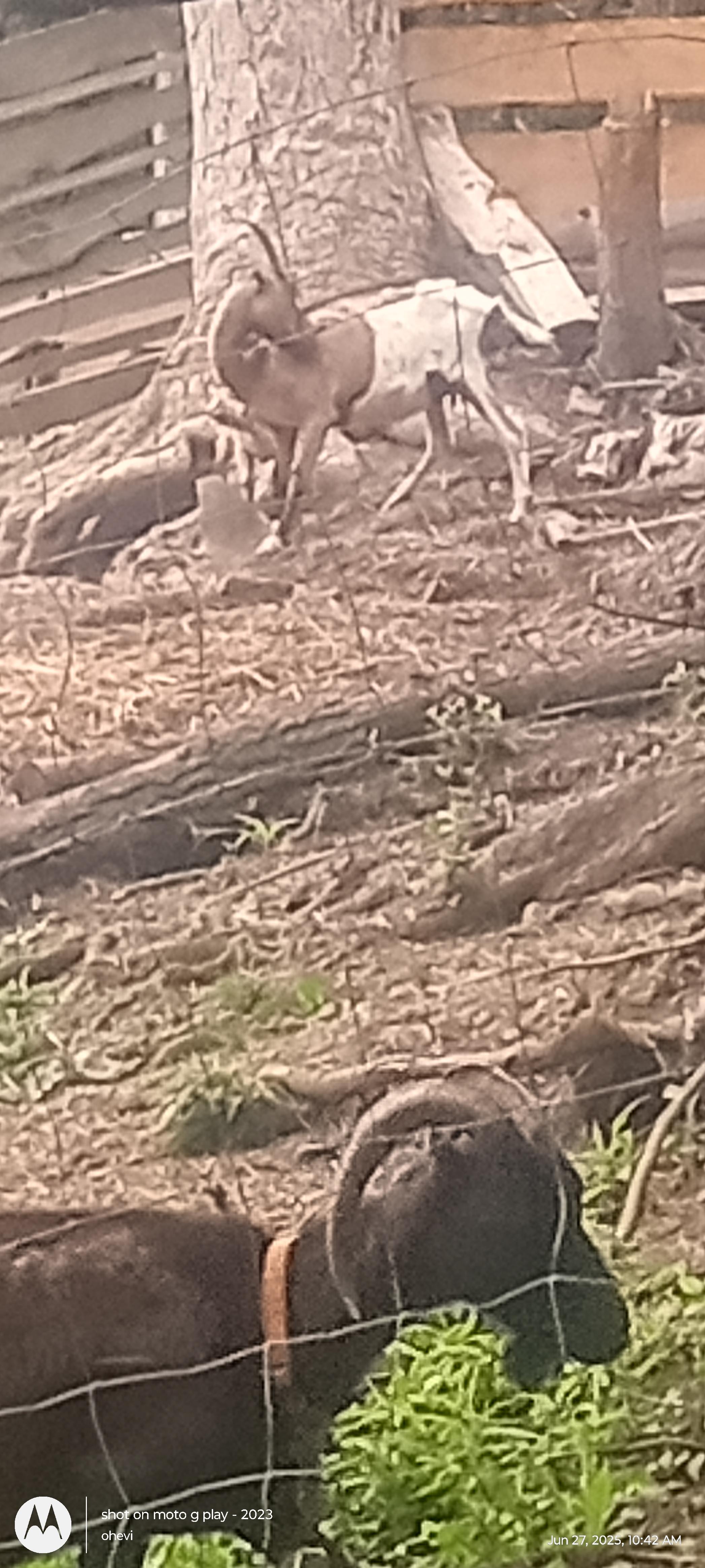 Stoney Goat Homestead
