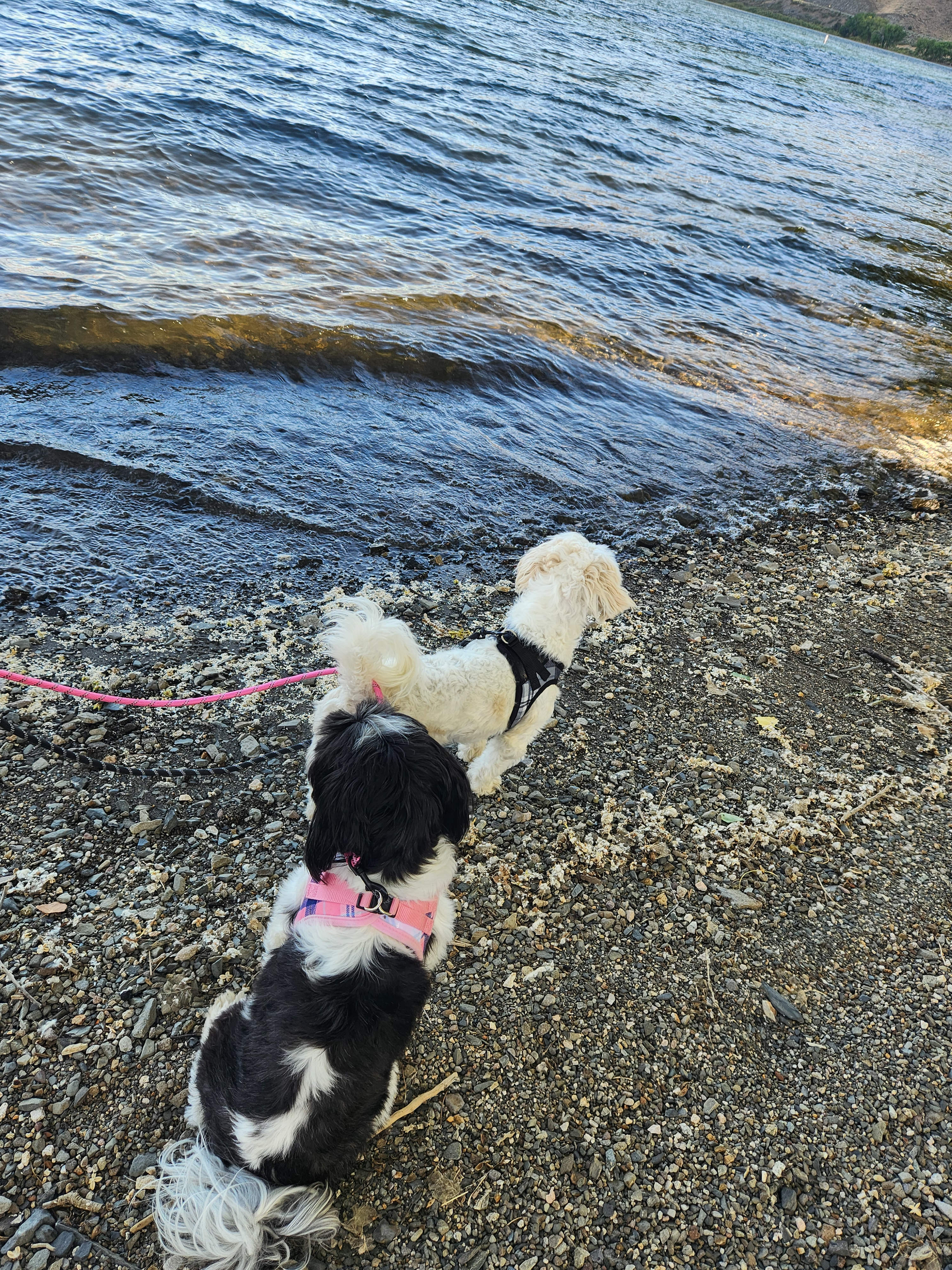 Doggies first lake visit
