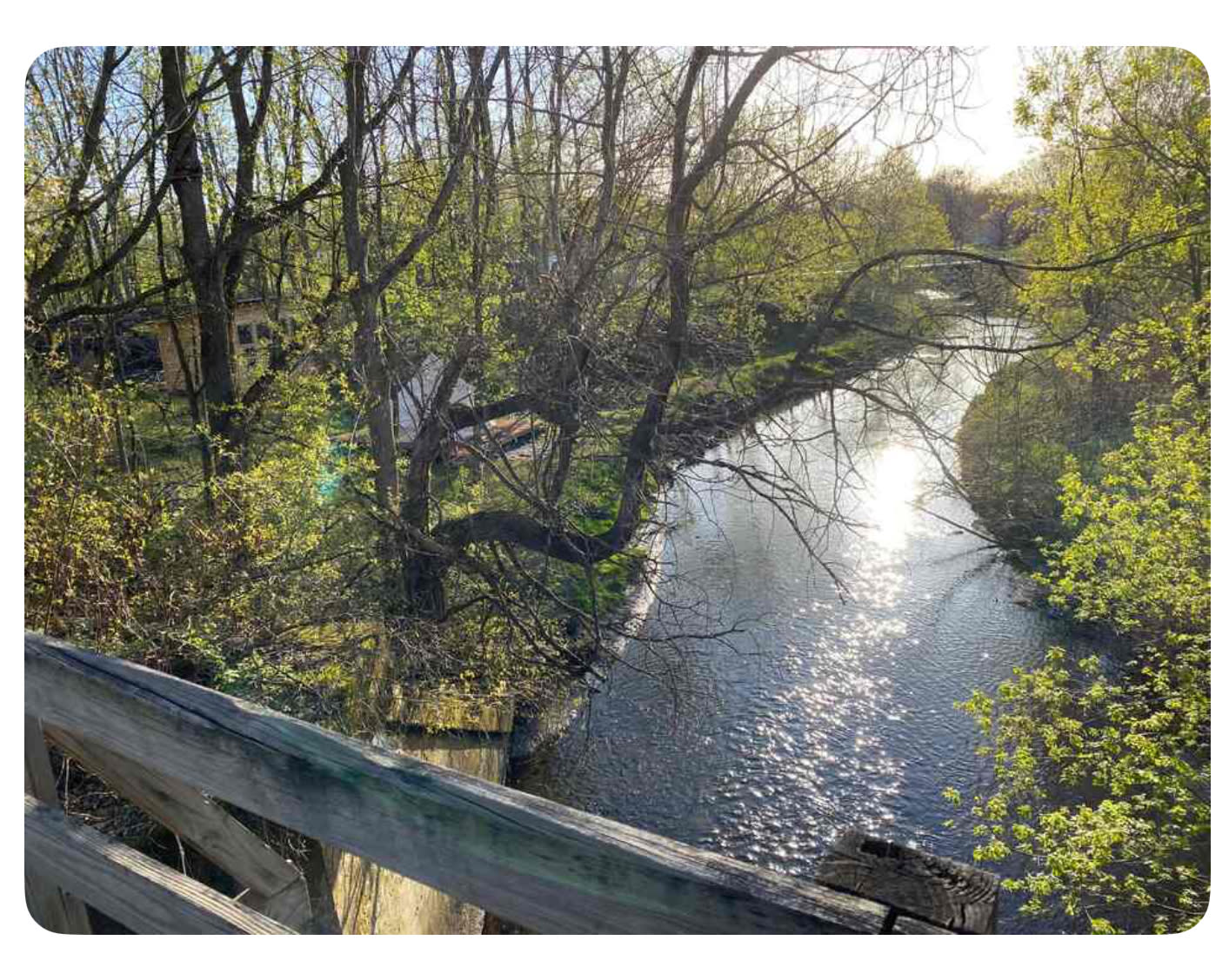 Stars and Sage Farm Shasta