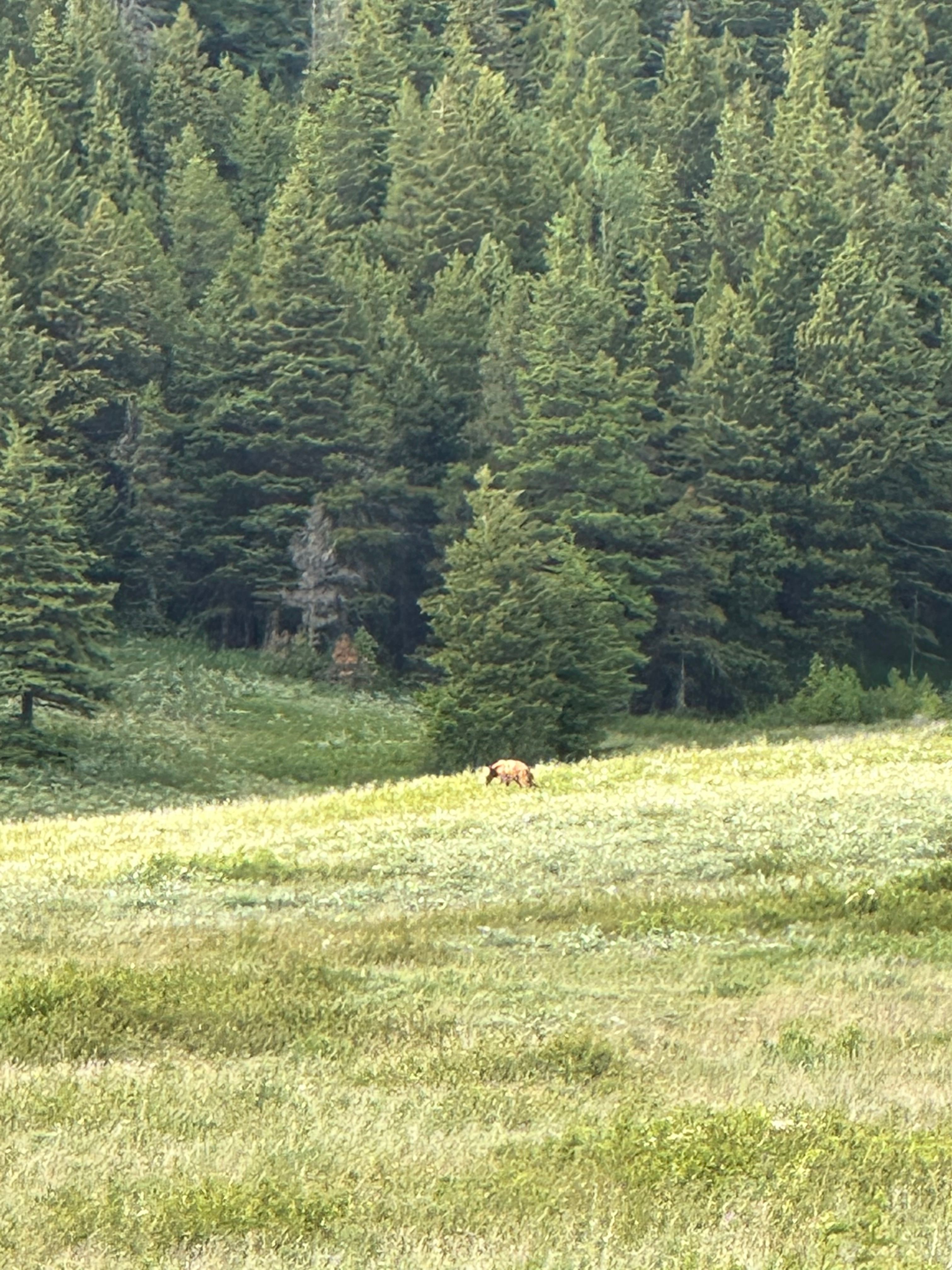 Bear we saw in a nearby meadow