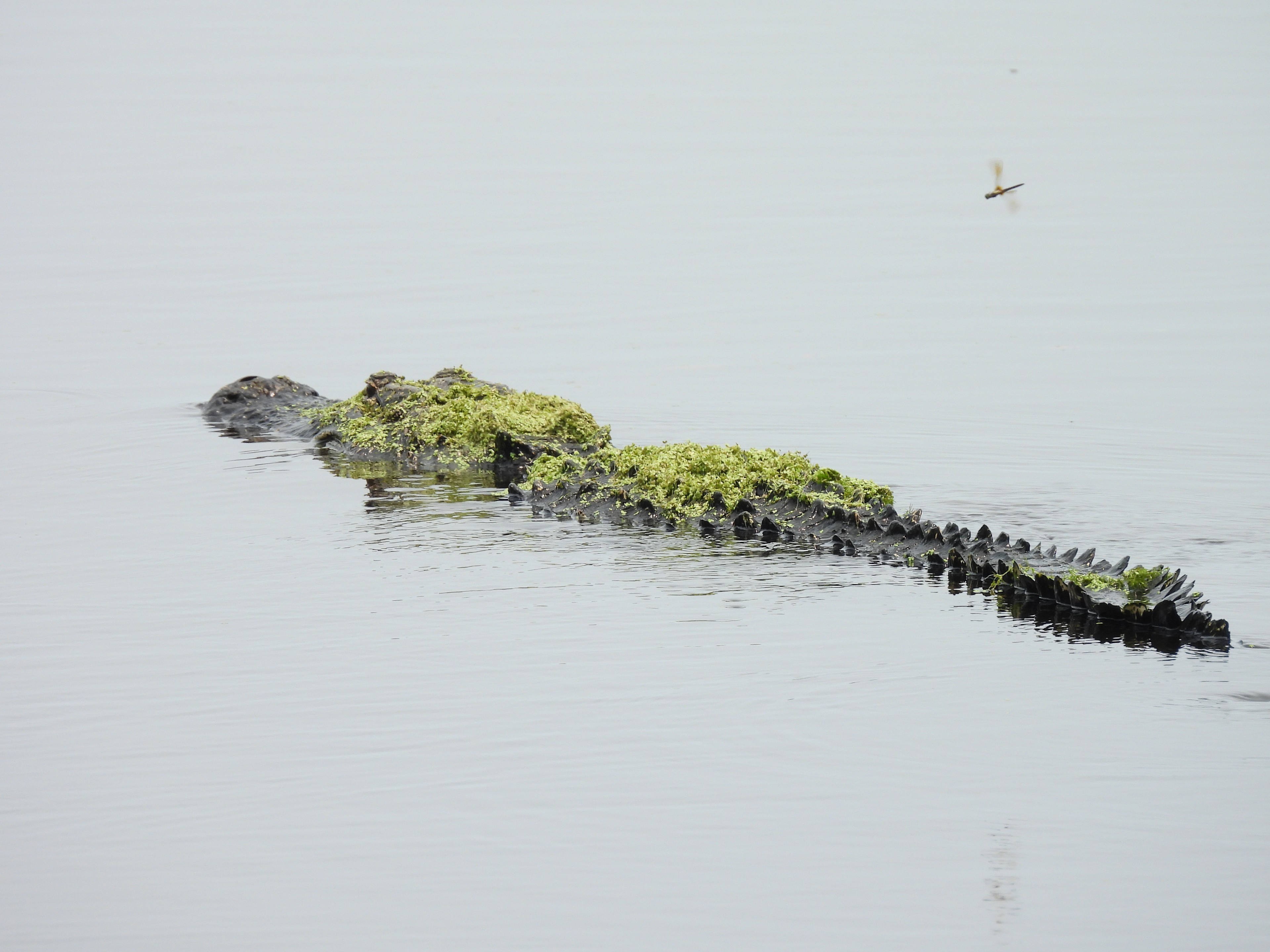 Huntington Beach State Park