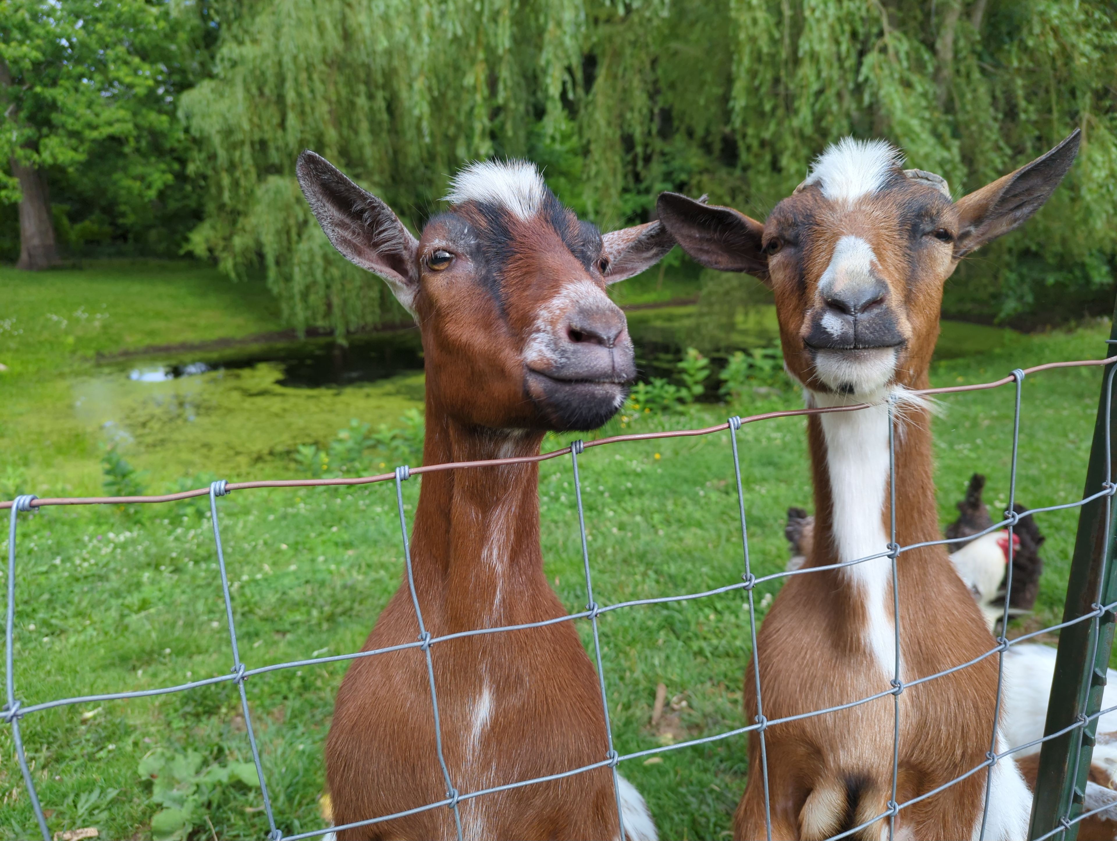 Four Willows Regenerative Farm