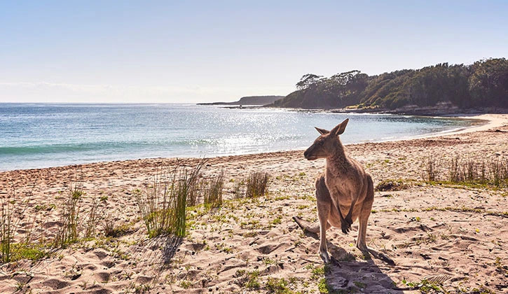 NRMA Murramarang Beachfront Holiday Resort