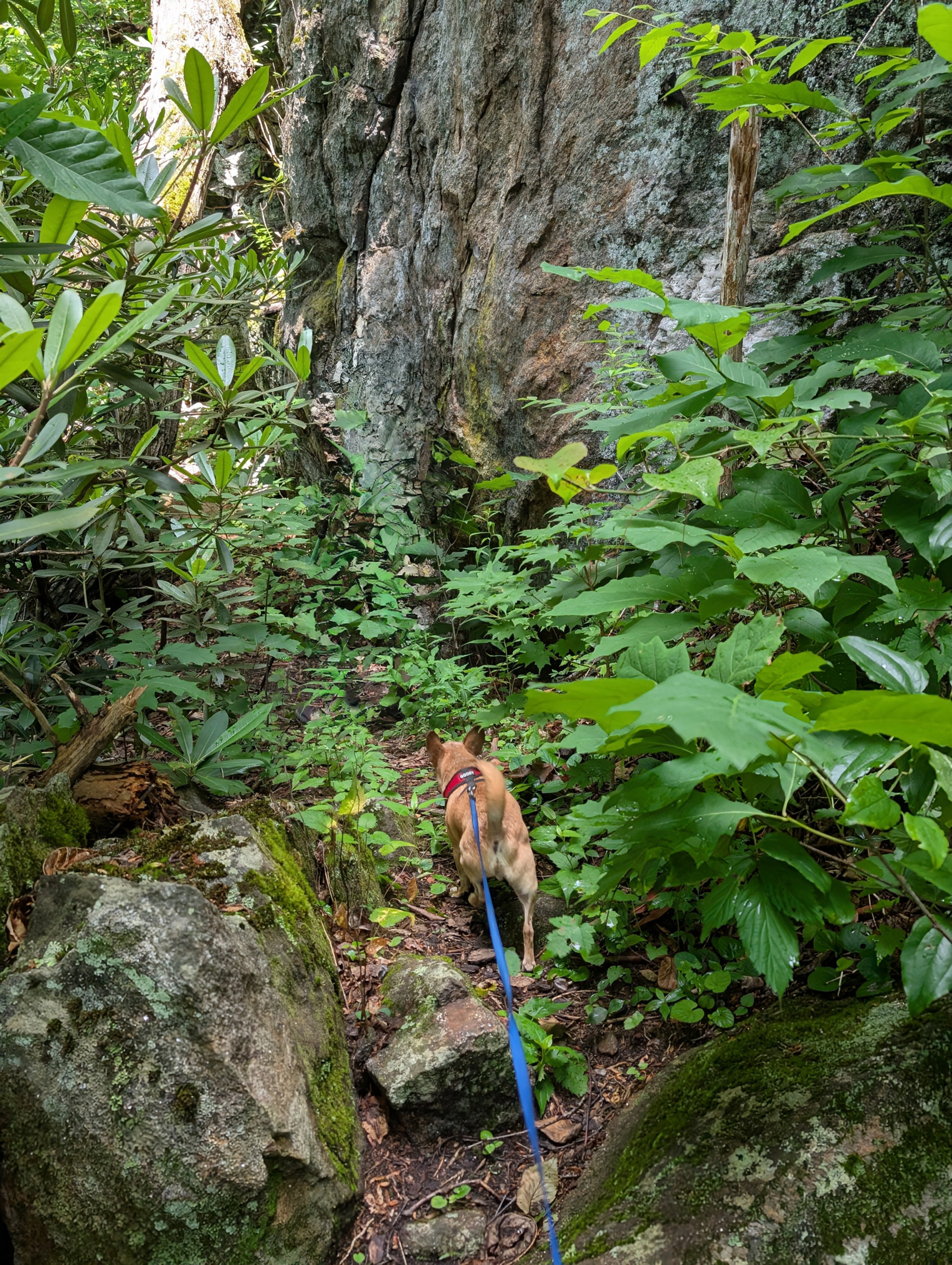 Trail to falls