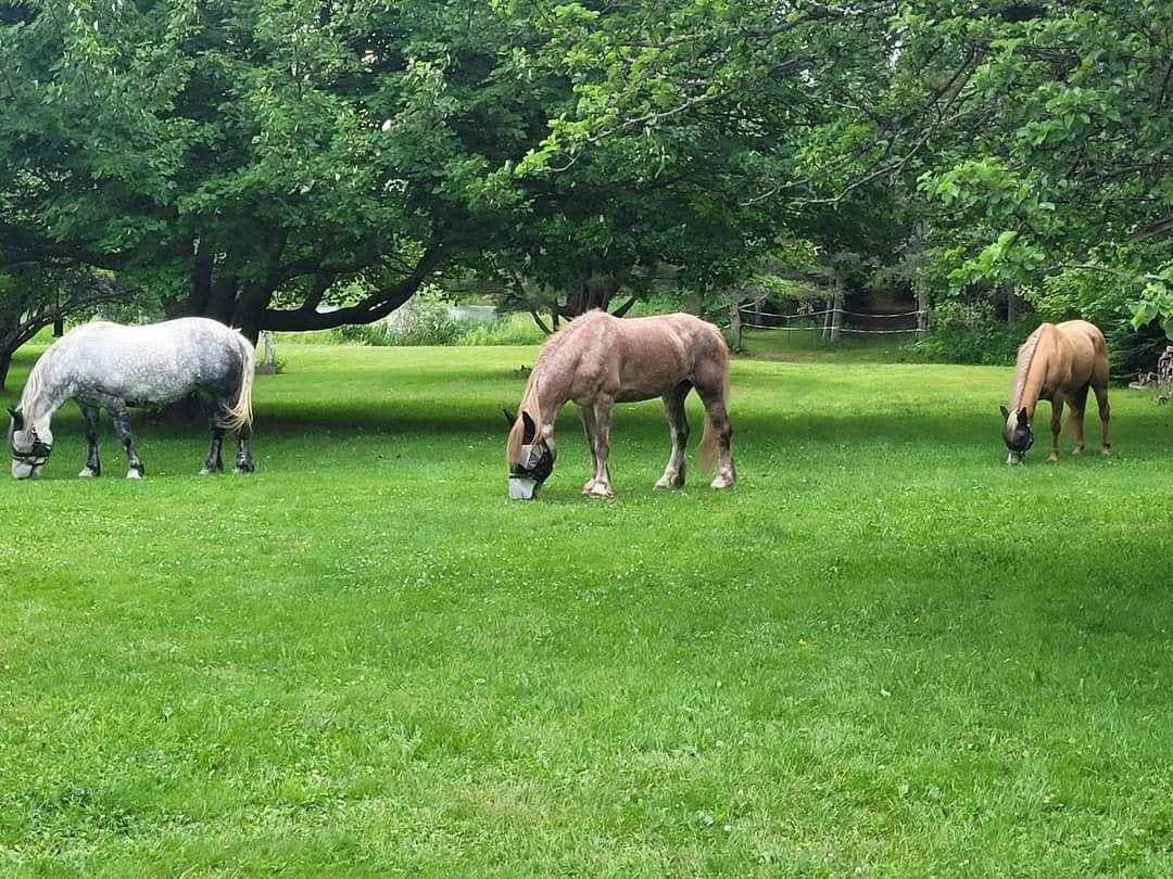 Escape Spear Farmily Retreat