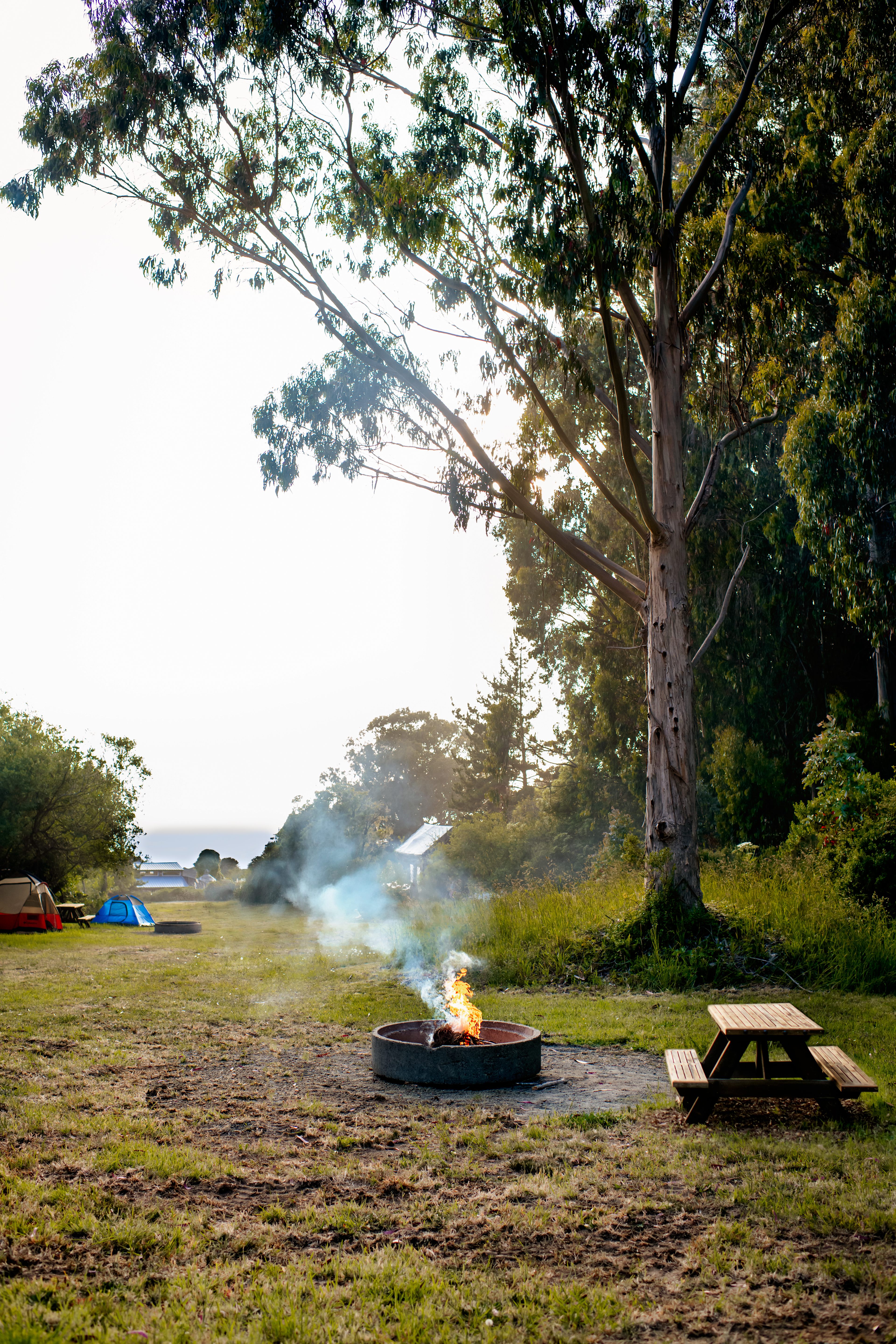 Eucalyptus Site Table and Fire Pit