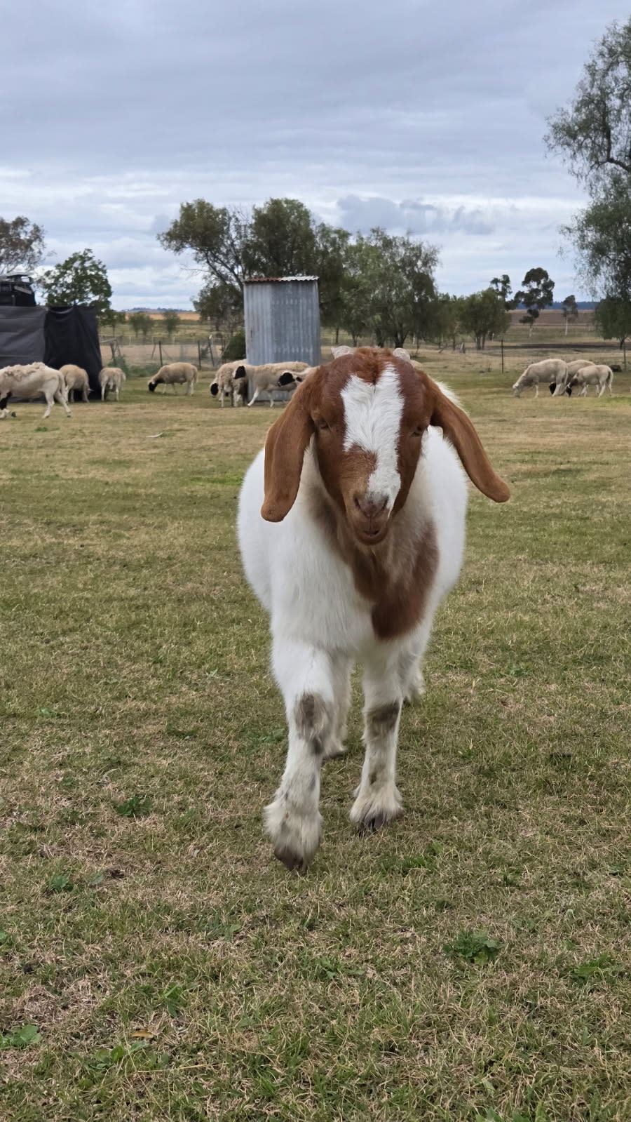 Chookhouse Farmstay Vale View
