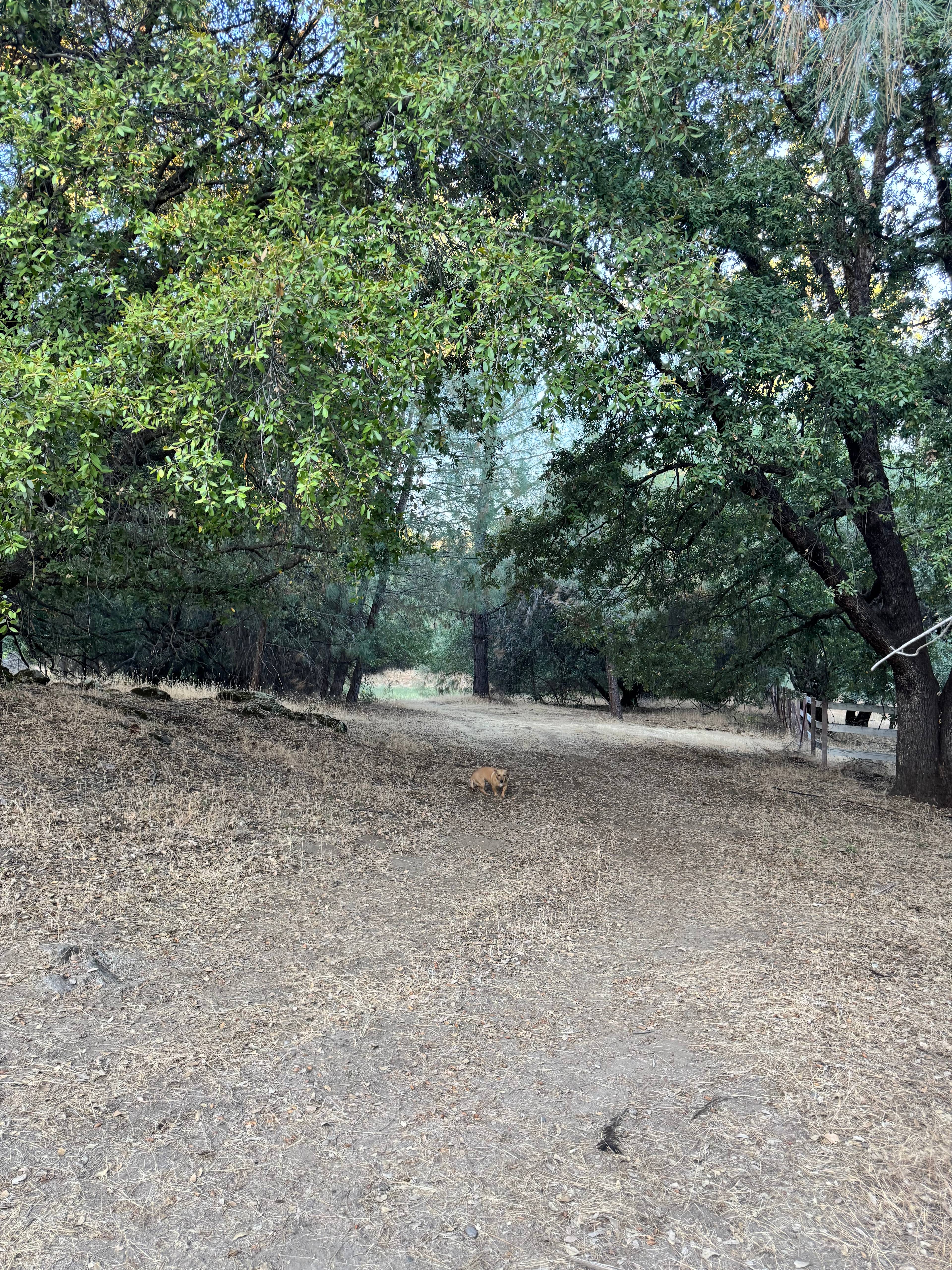 El Niños Oaks