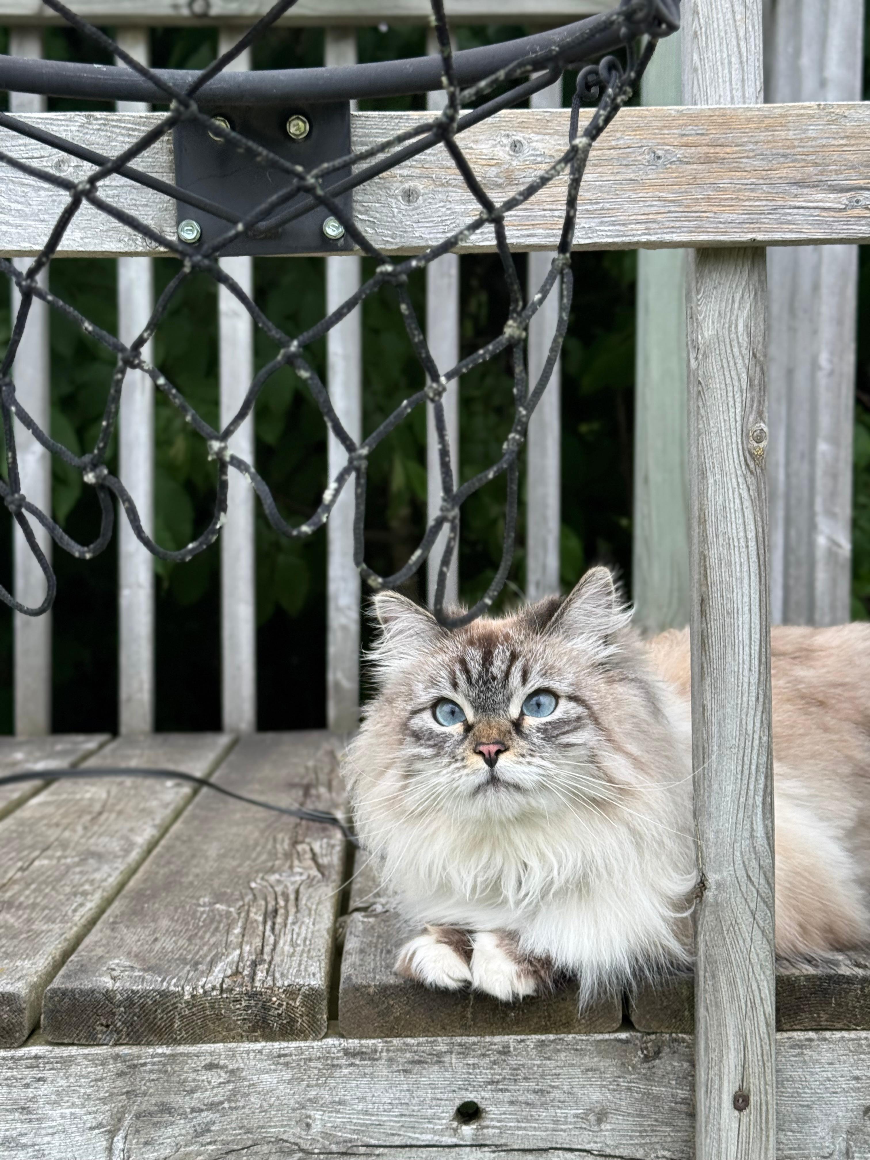 Playground on the property 