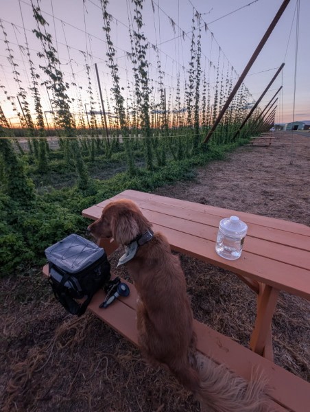 Down at the Hop Yard Camping