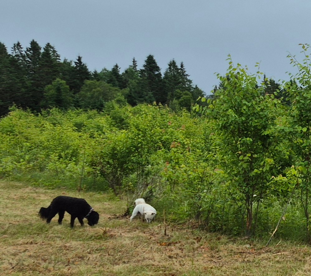 Wickham Nature Retreat
