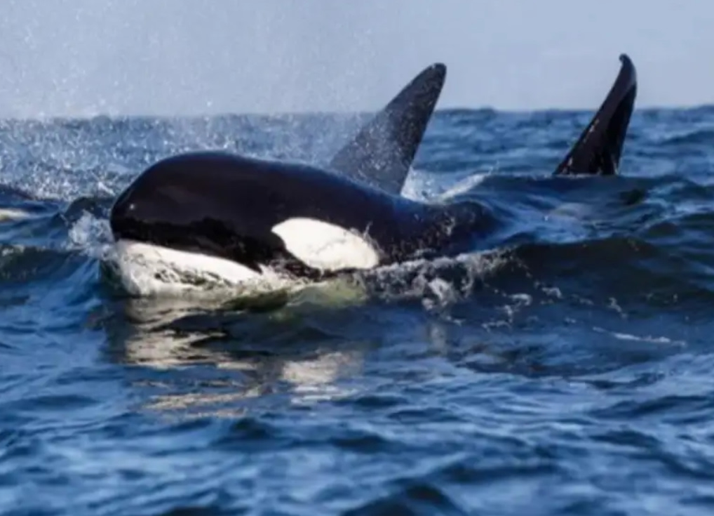 The Glamping Beachcomber